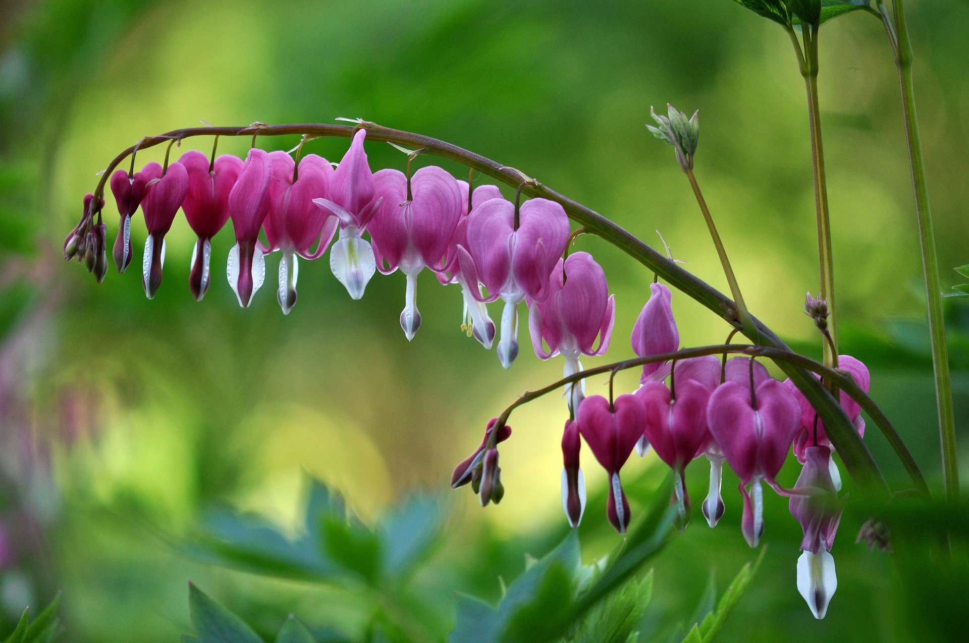 zweig blumen rosa dizentrum gebrochenes herz