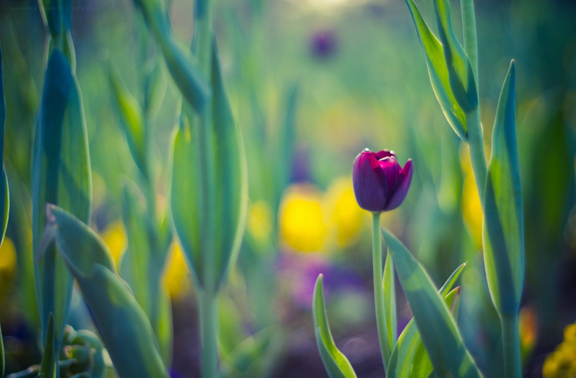 frühling blätter blume tulpe lila hintergrund