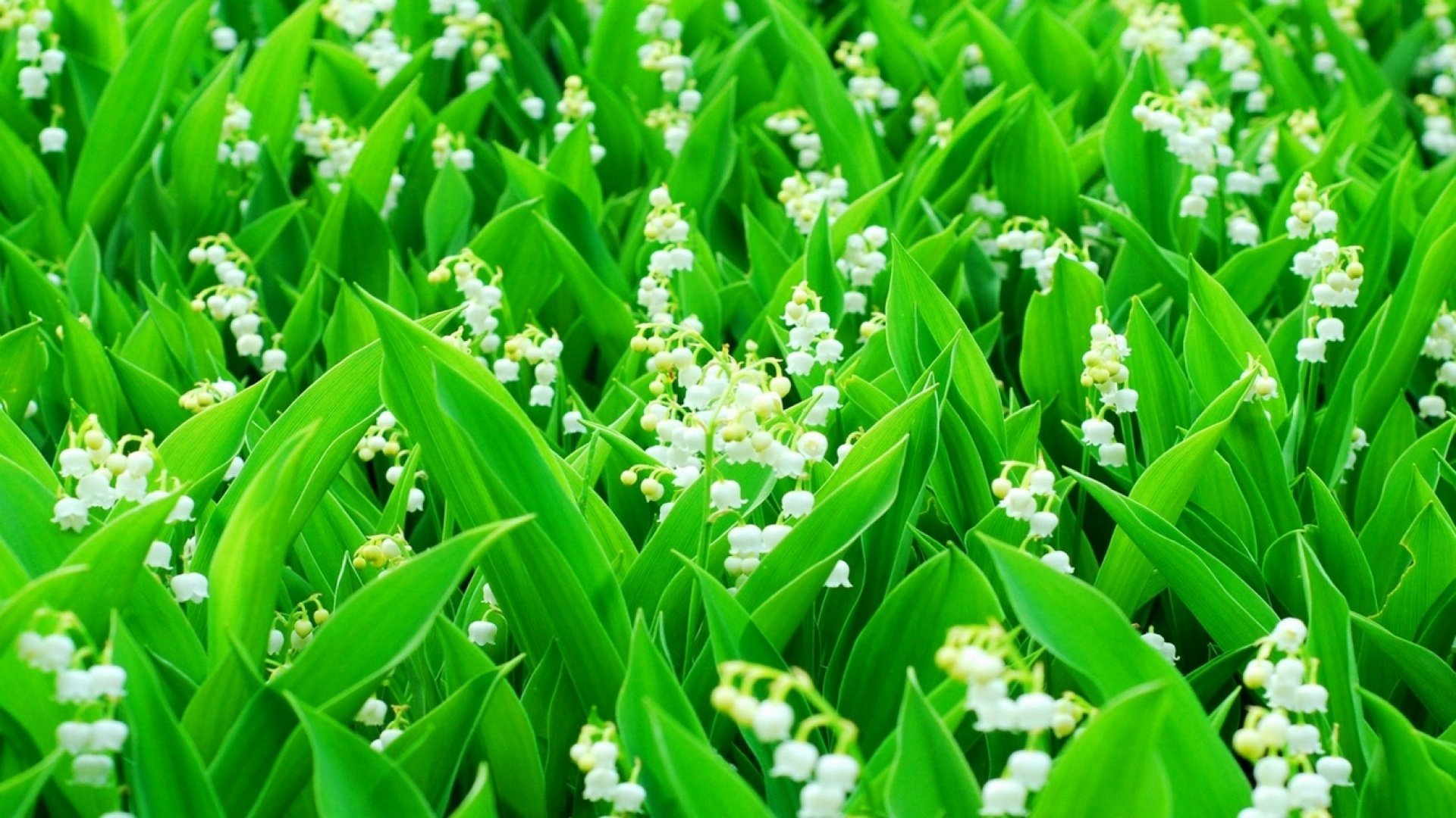 muguet tiges feuilles champ