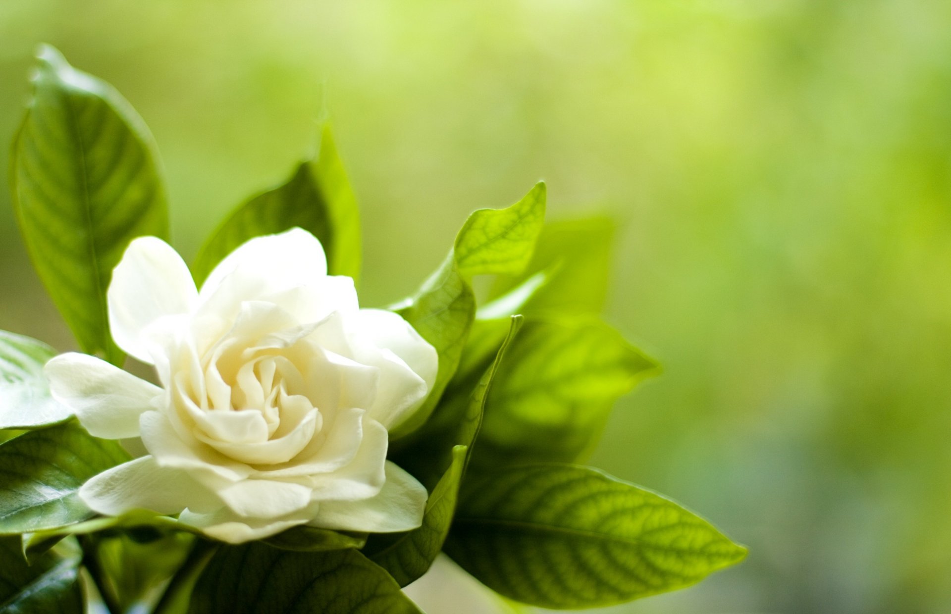 flower white garden leaves petal