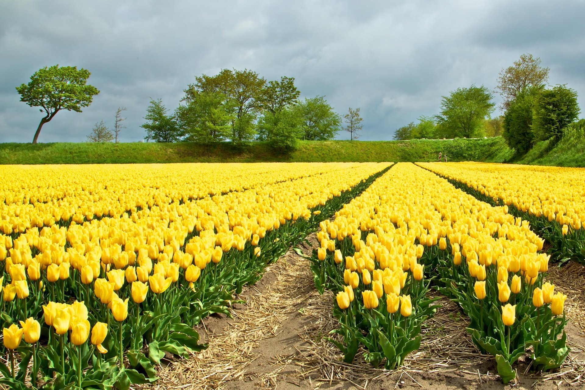 campo flores amarillo tulipanes