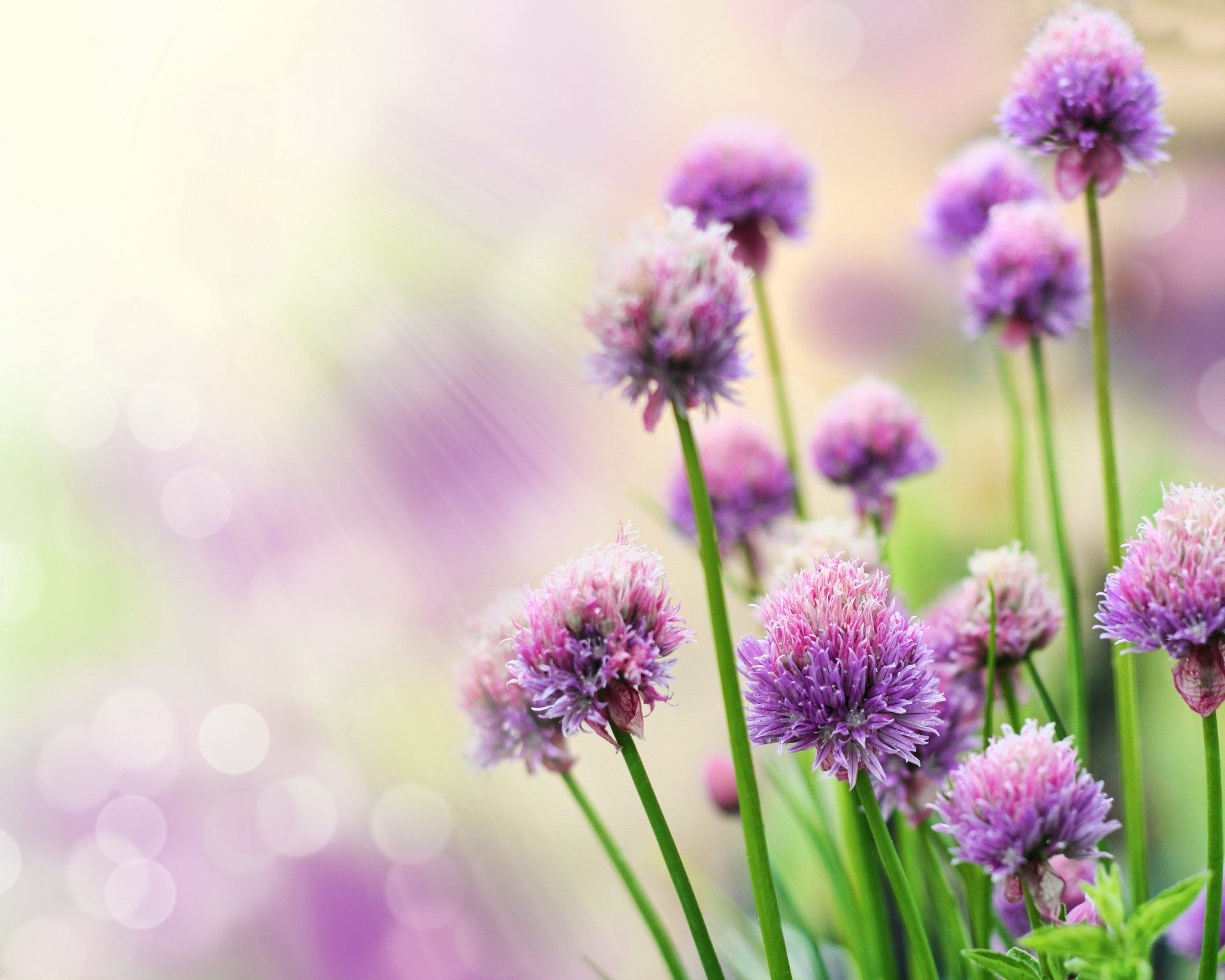blumen flieder strahlen blendung