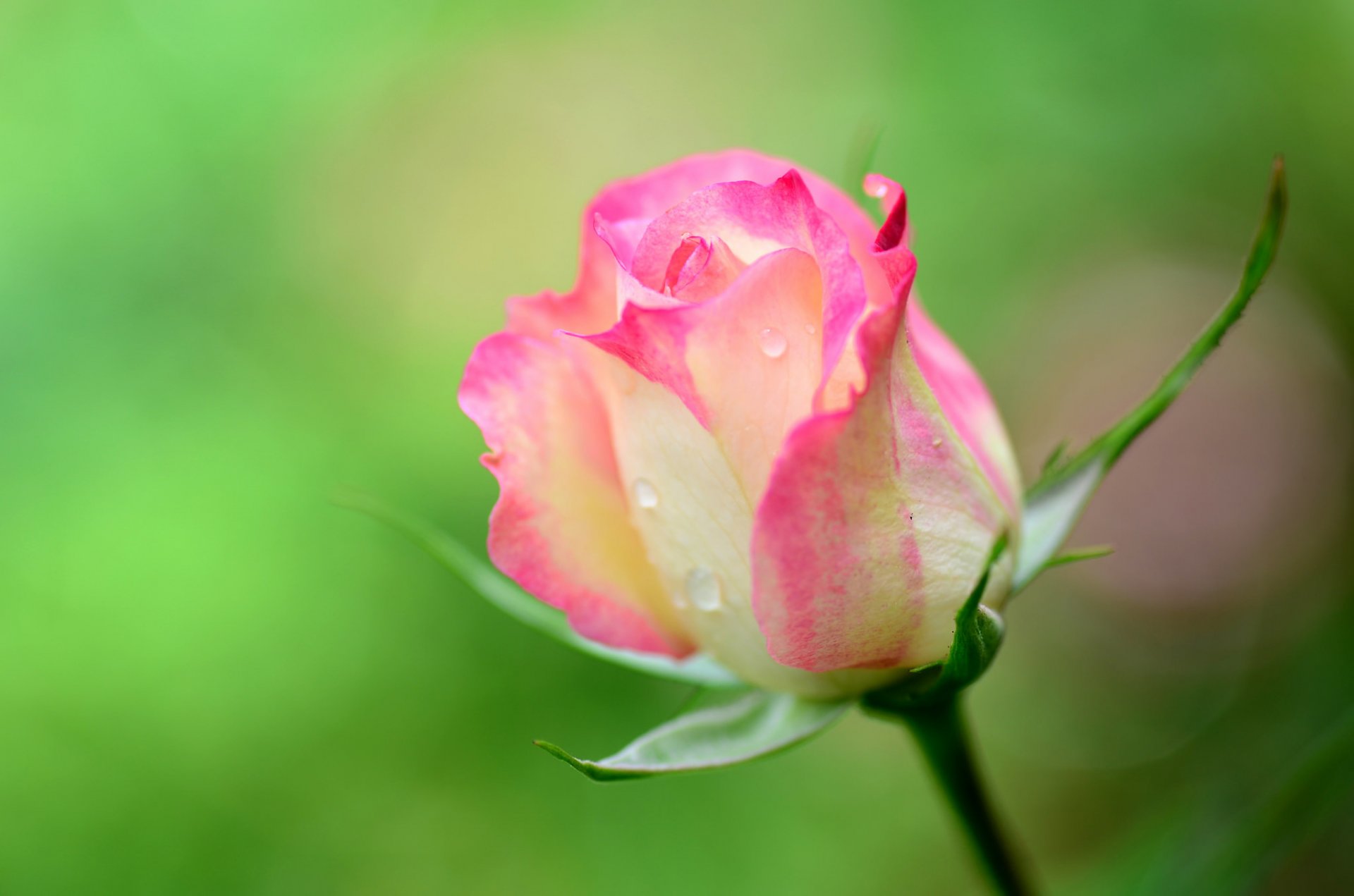 rose knospe blütenblätter tropfen tau stamm makro