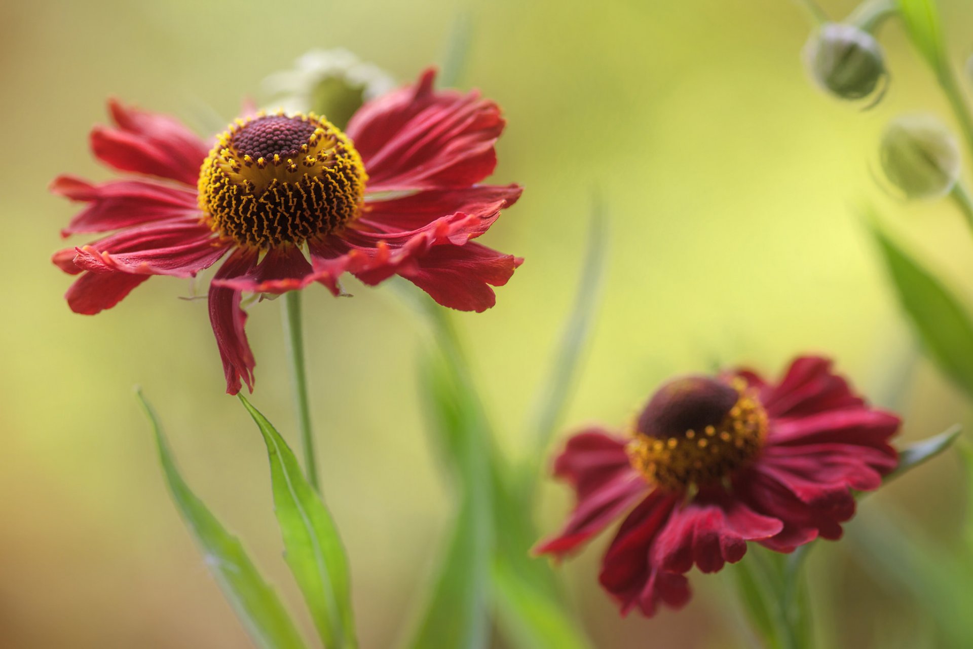 kwietnik kwiaty czerwone helenium tło