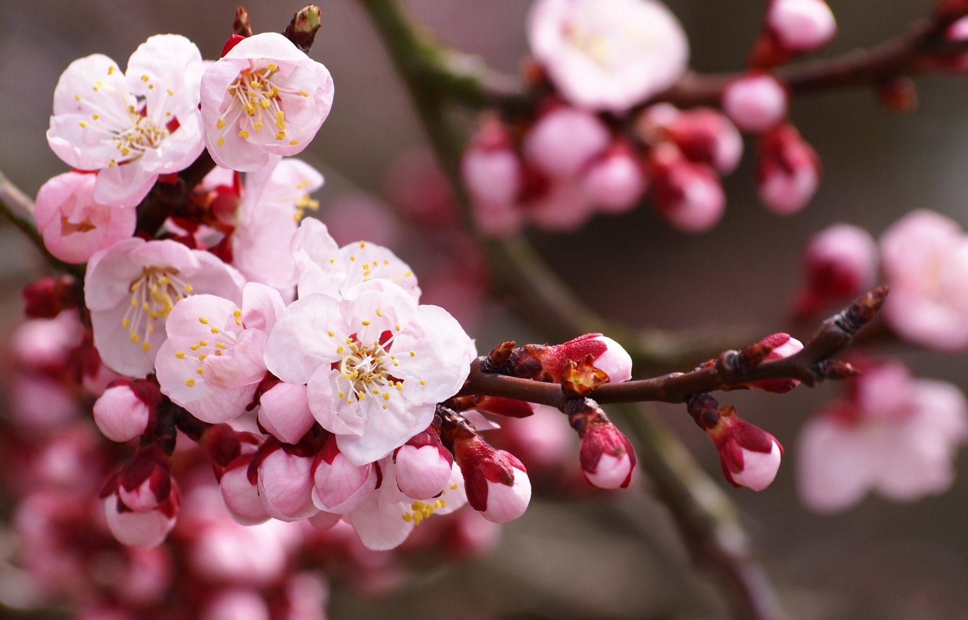 fleurs cerise sakura printemps