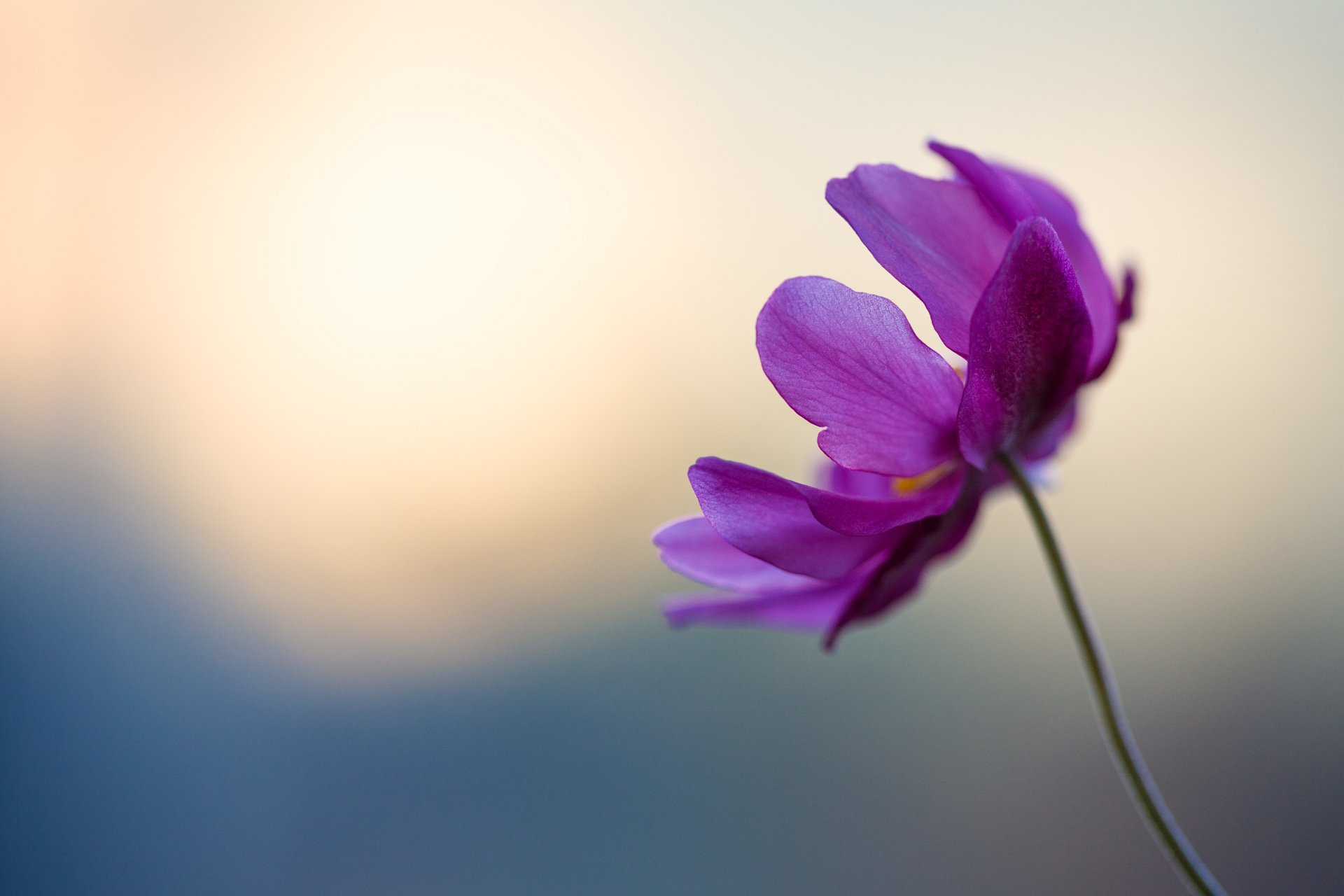 fiore viola delicato petali gambo bokeh viola blu concorso hd
