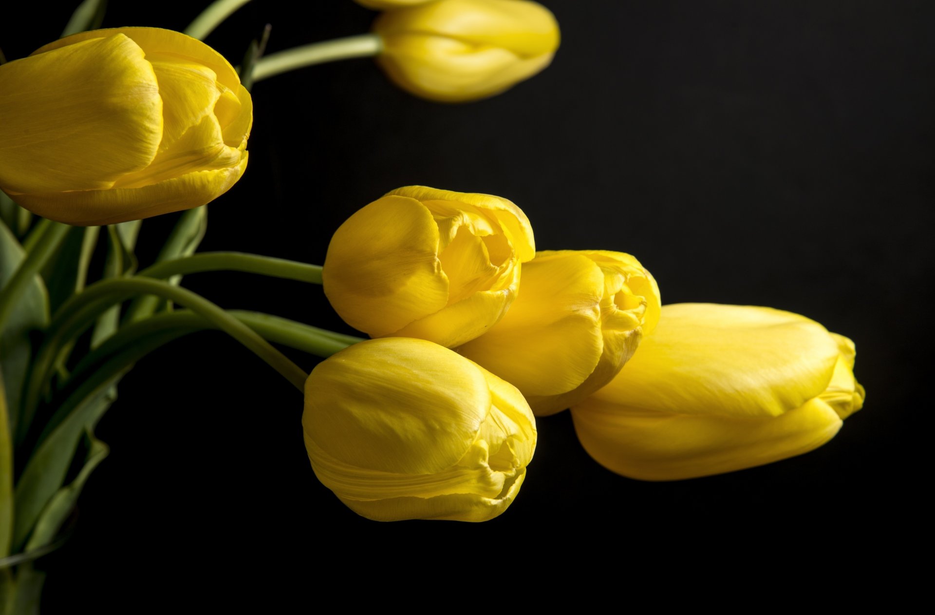 tulips flower petals yellow background black