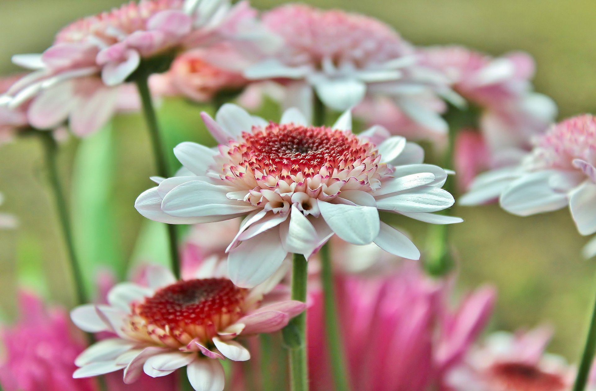 gerberas pétalos macro