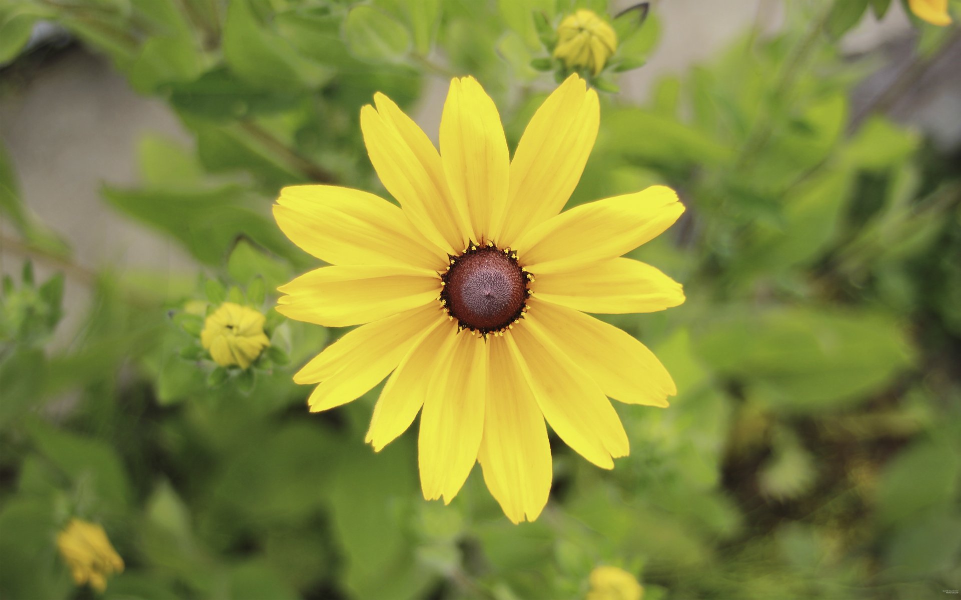 fleurs jaune grand goodfone couleur fleur