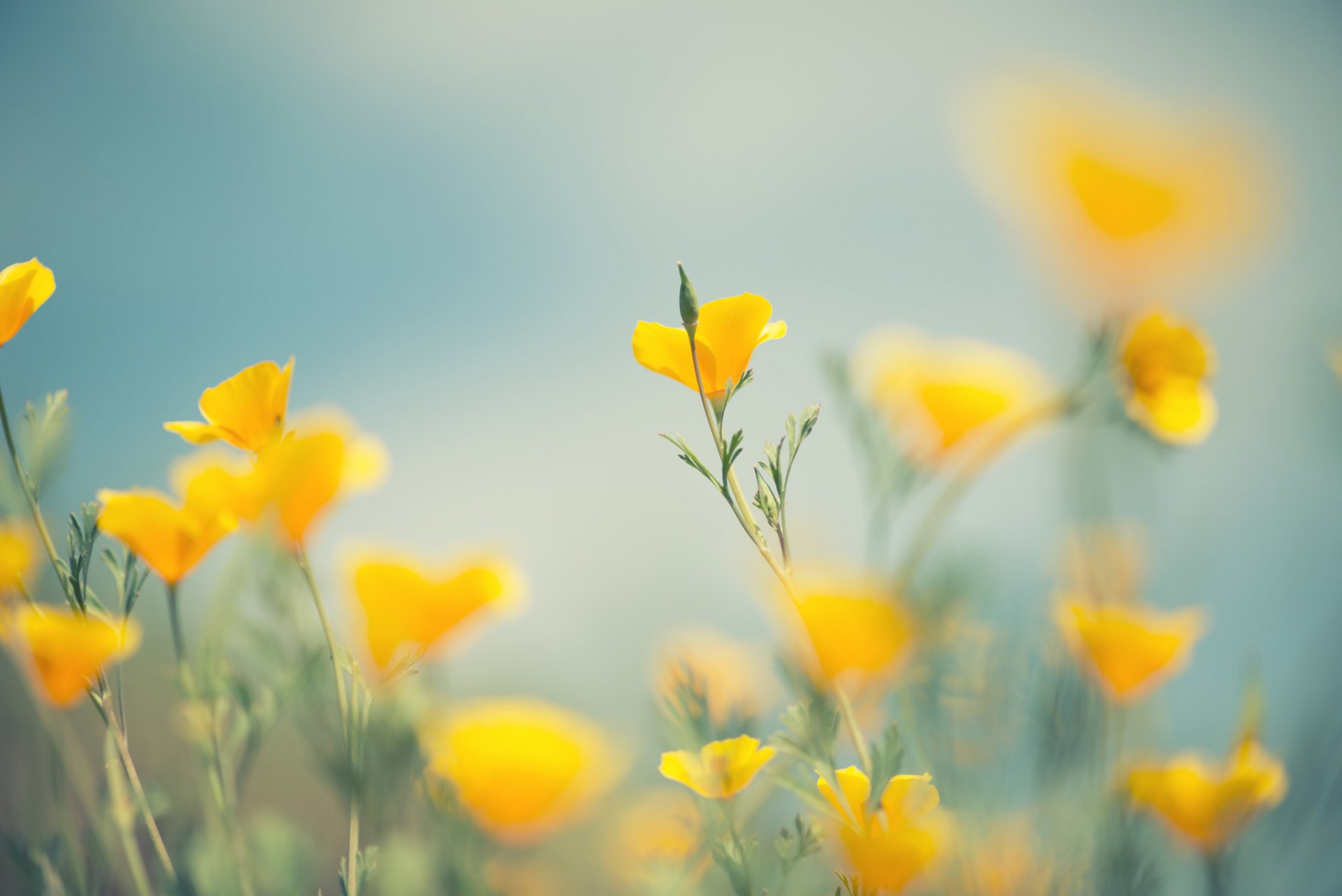 fleurs pétales fleurs jaunes tiges bourgeons bokeh