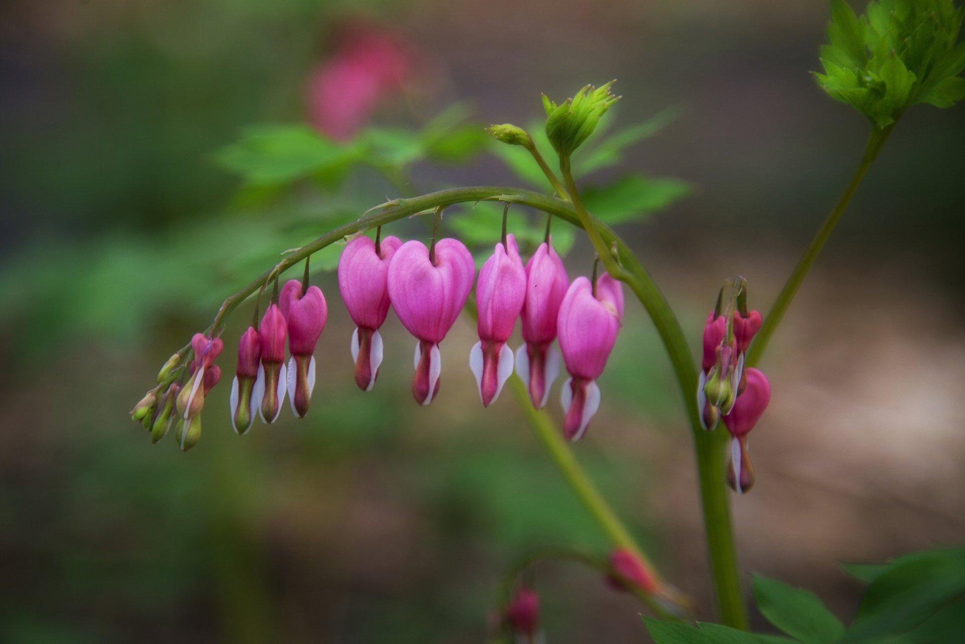 coeur brisé dicentre branche fleur roses