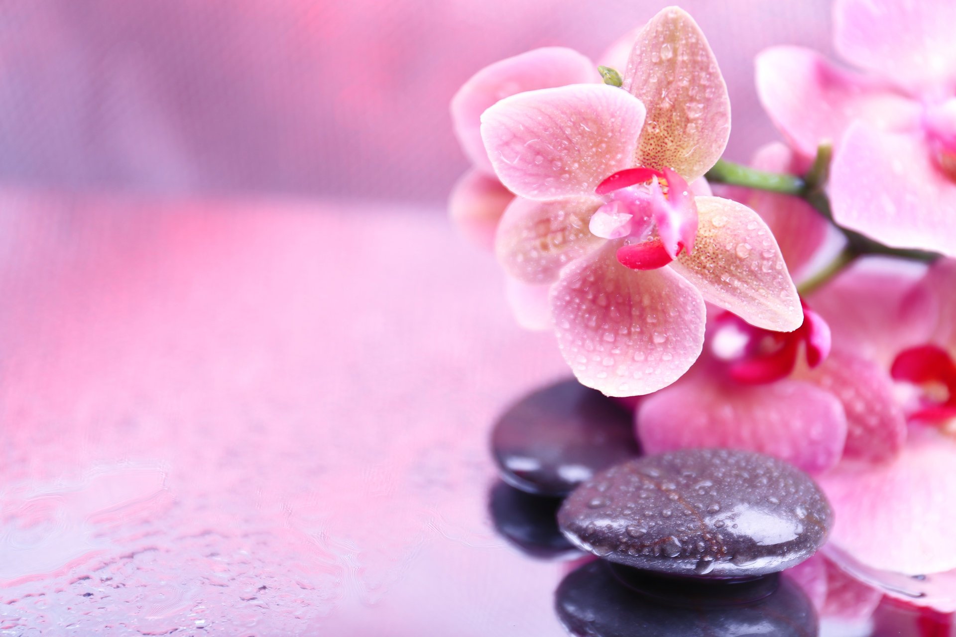 pa stones droplets flower orchid flower