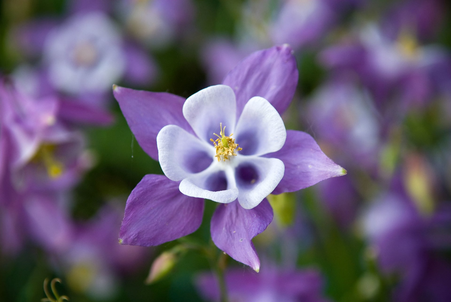 aquilegia orliki zlewnia kwiat fiolet liliowy