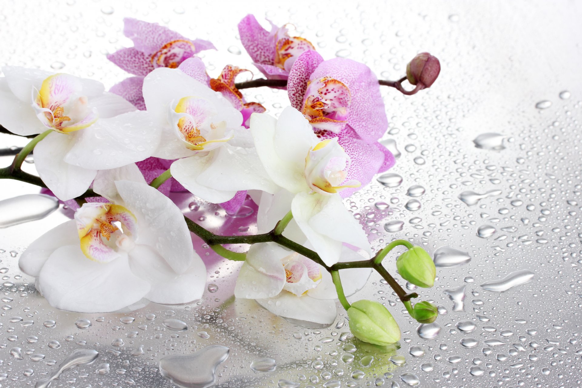 vidrio gotas agua ramas orquídea flores