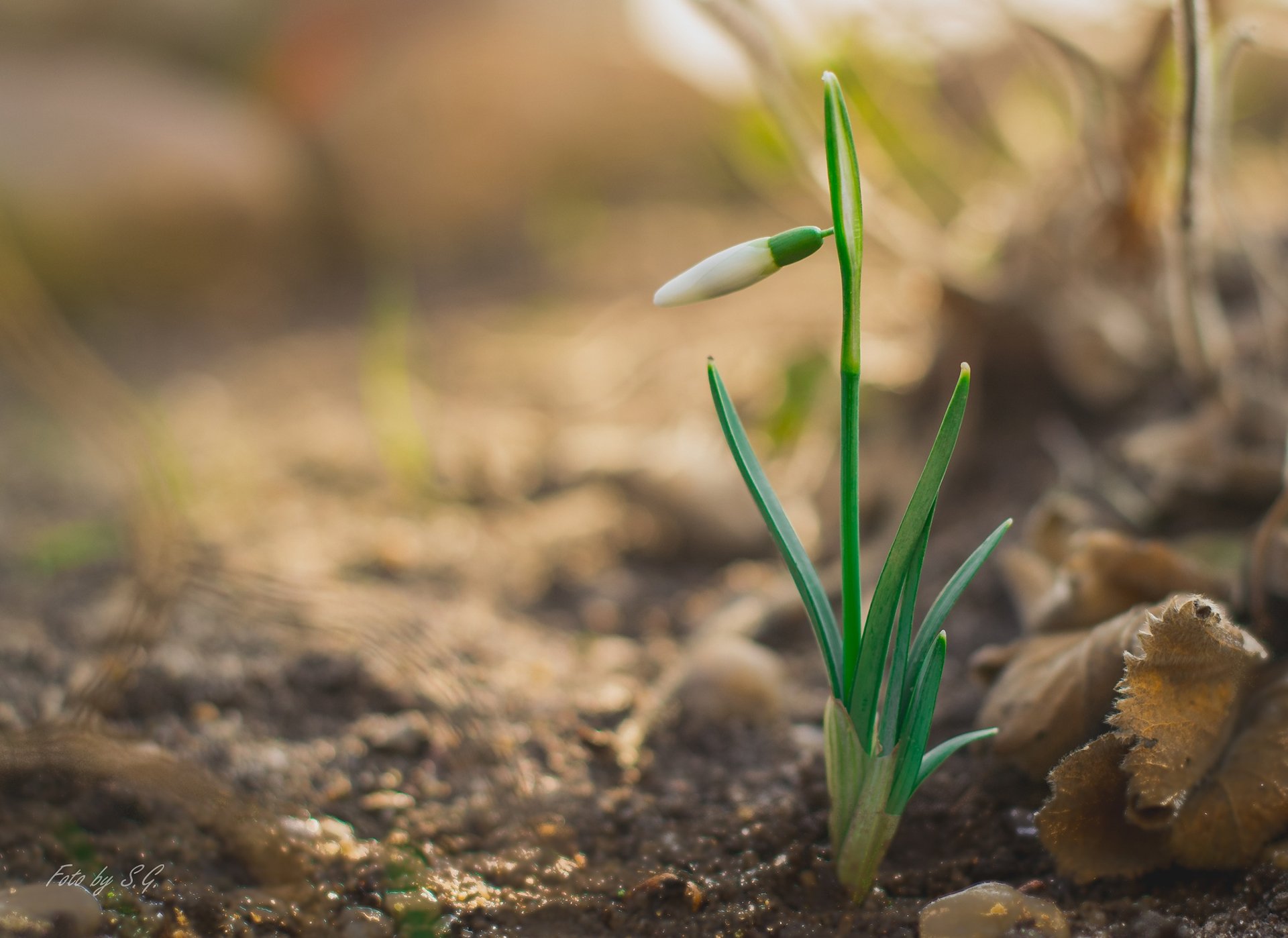 nowdrop flower bud spring