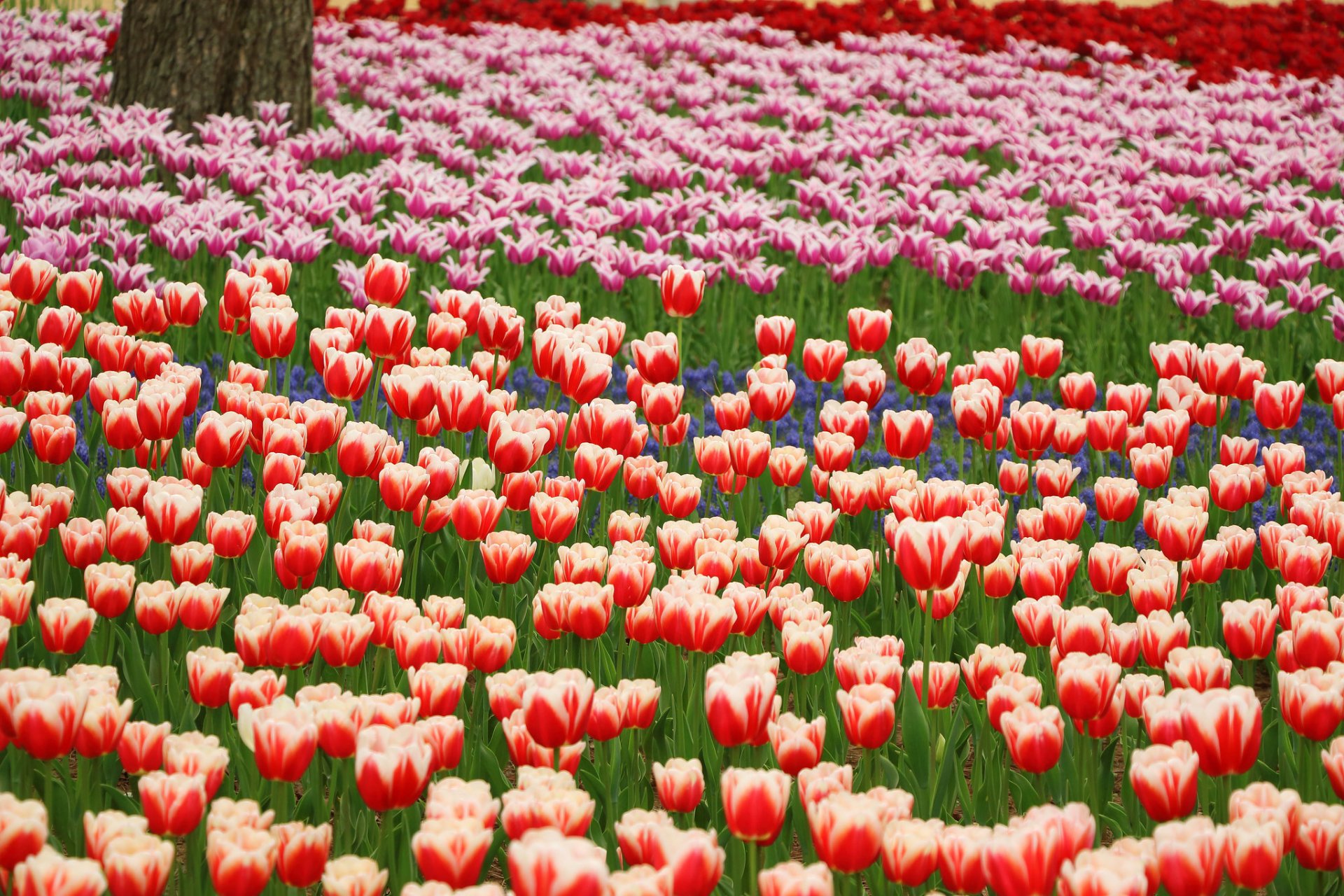 parc tulipes rouge orange bleu pétales fleurs