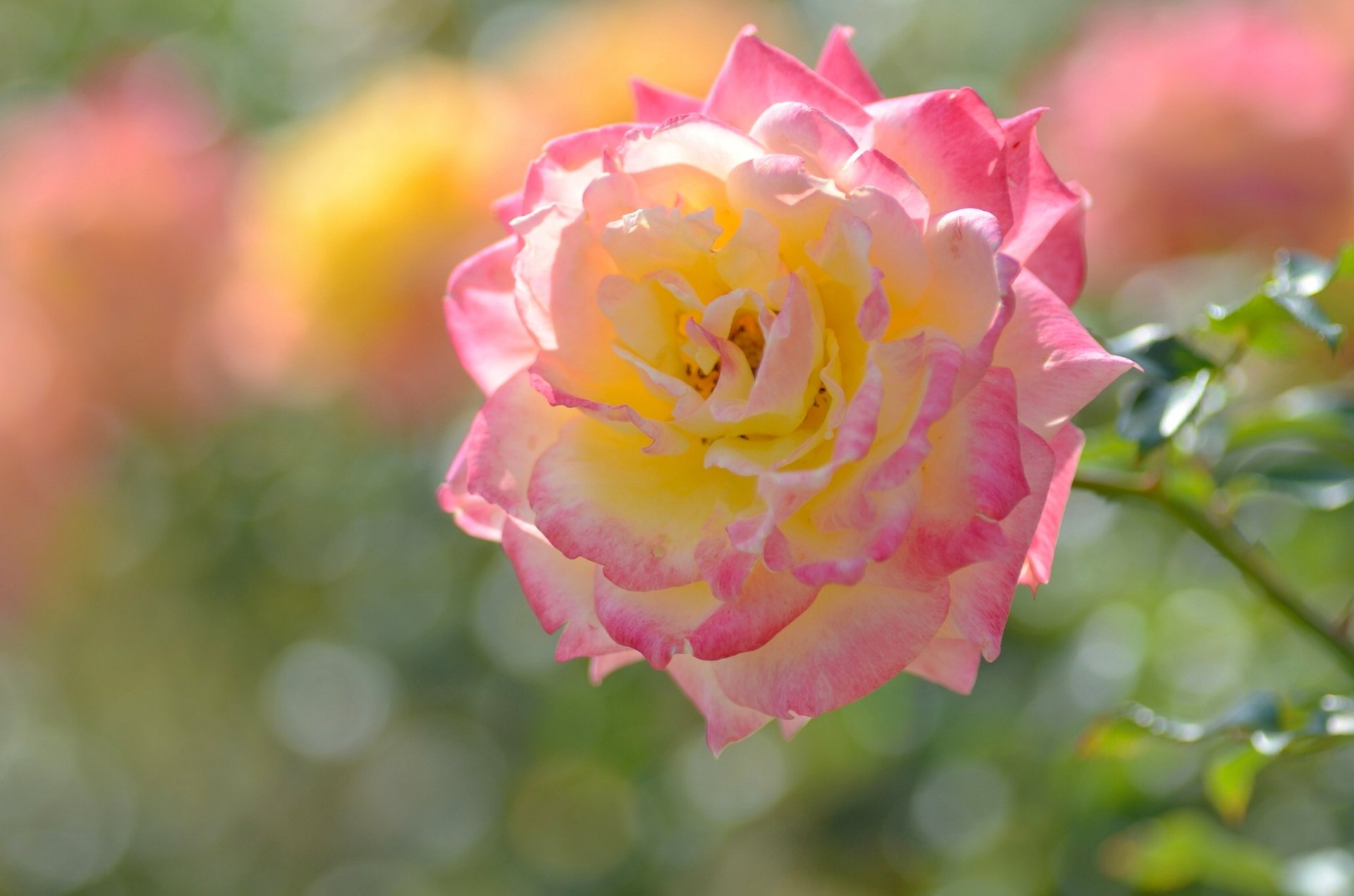 rosa petali macro