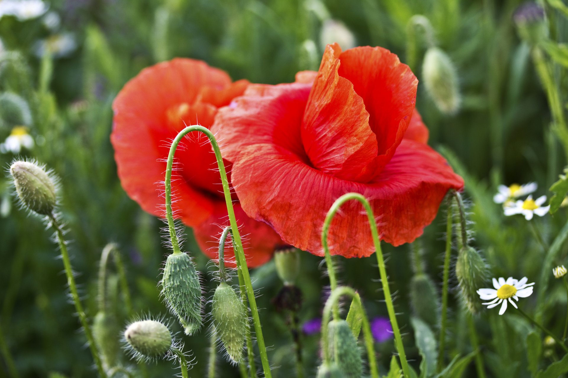 mohnblumen rot zwei knospen kamille