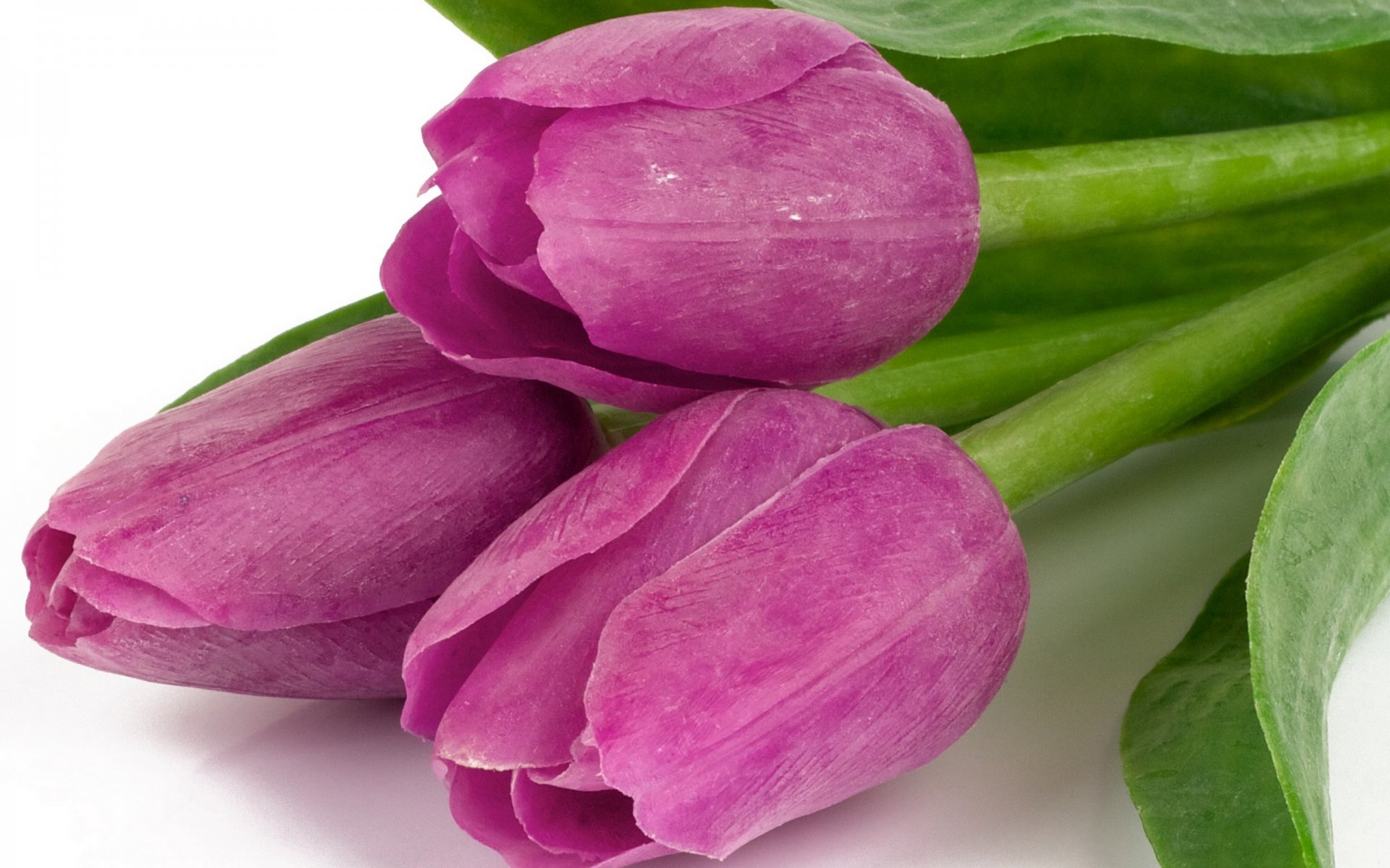 tulpen blumen blumenstrauß lila blütenblätter schönheit flieder blätter
