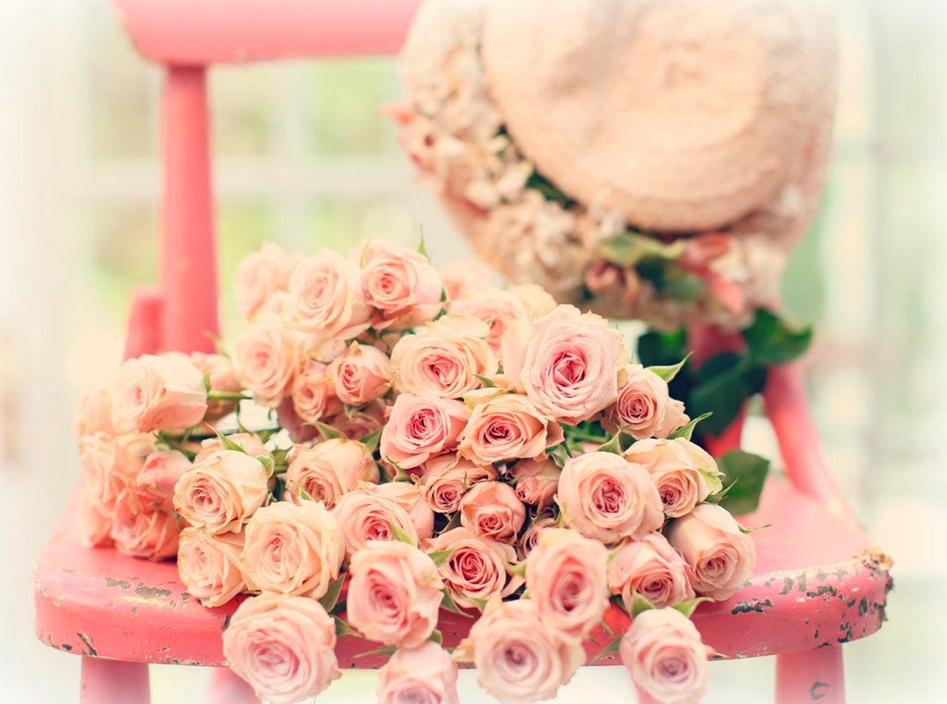 flores rosas rosa rosa