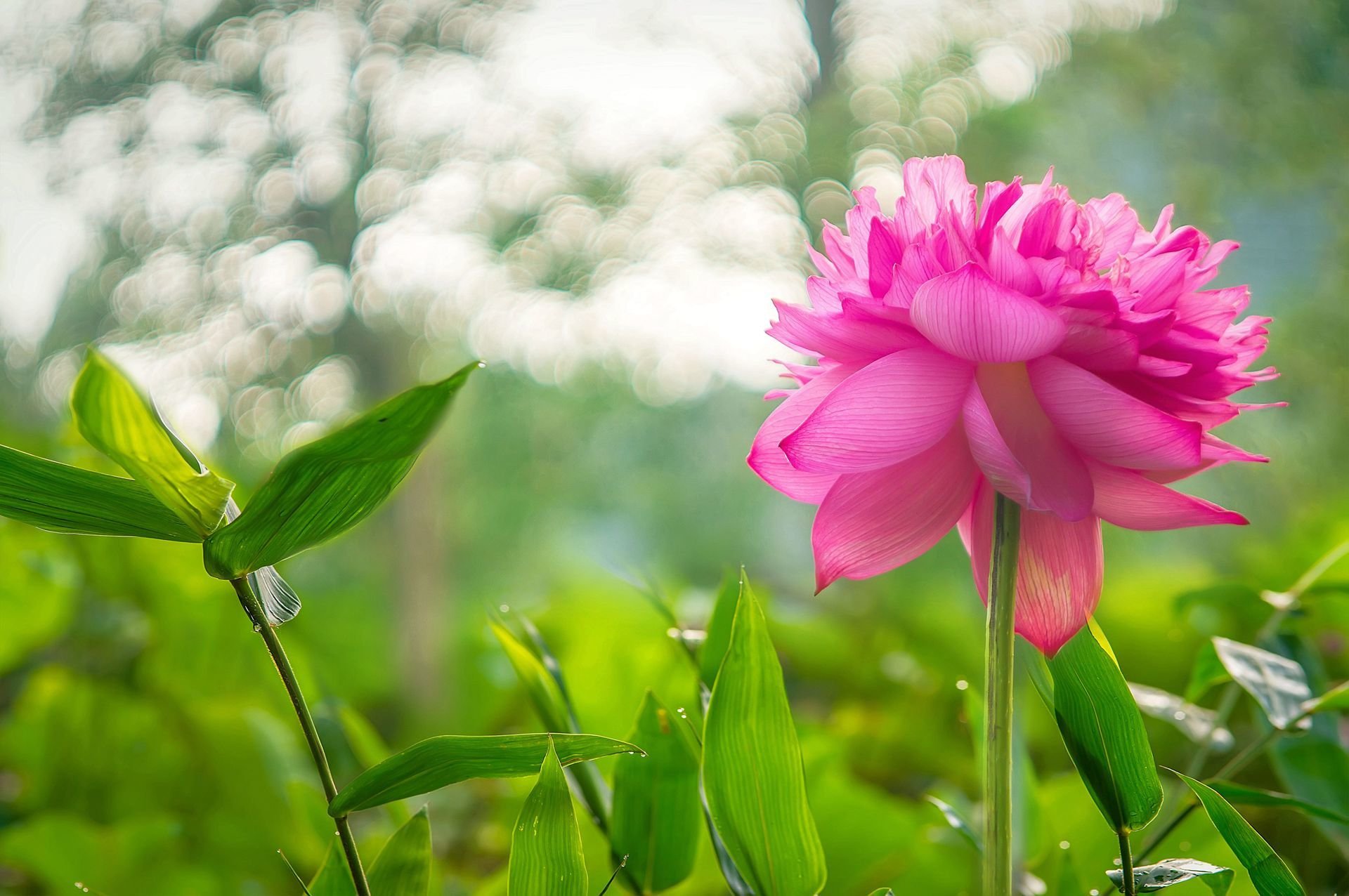 plants leaves flower pink lotus reflection