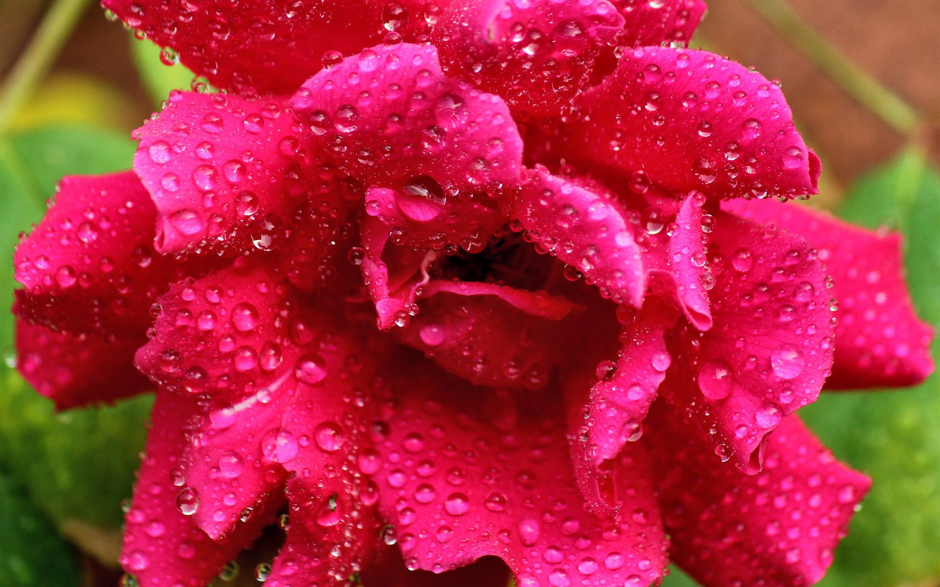 blume rose rosa tropfen tau