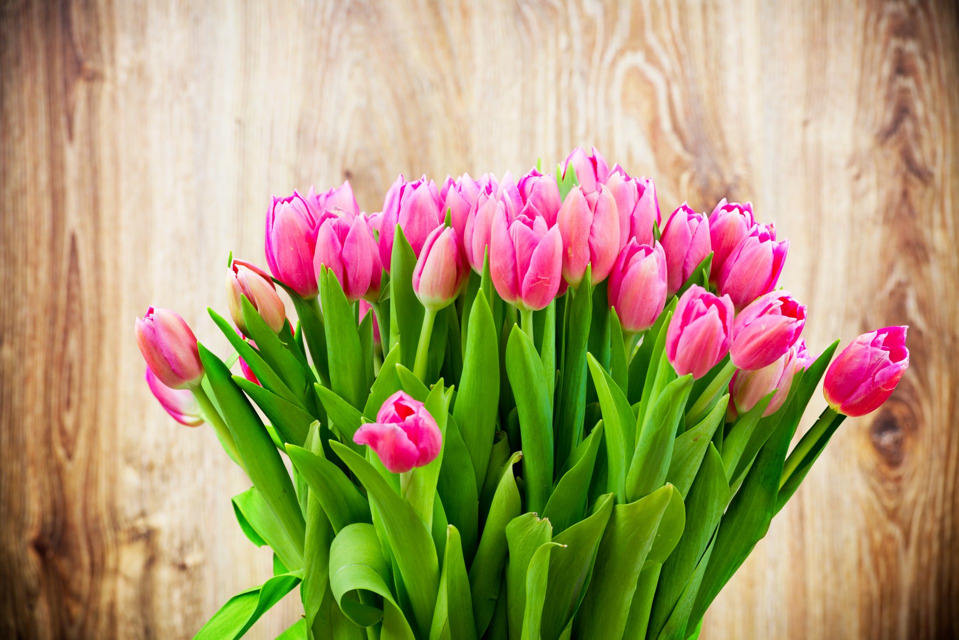 fondo flores ramo tulipanes rosados belleza