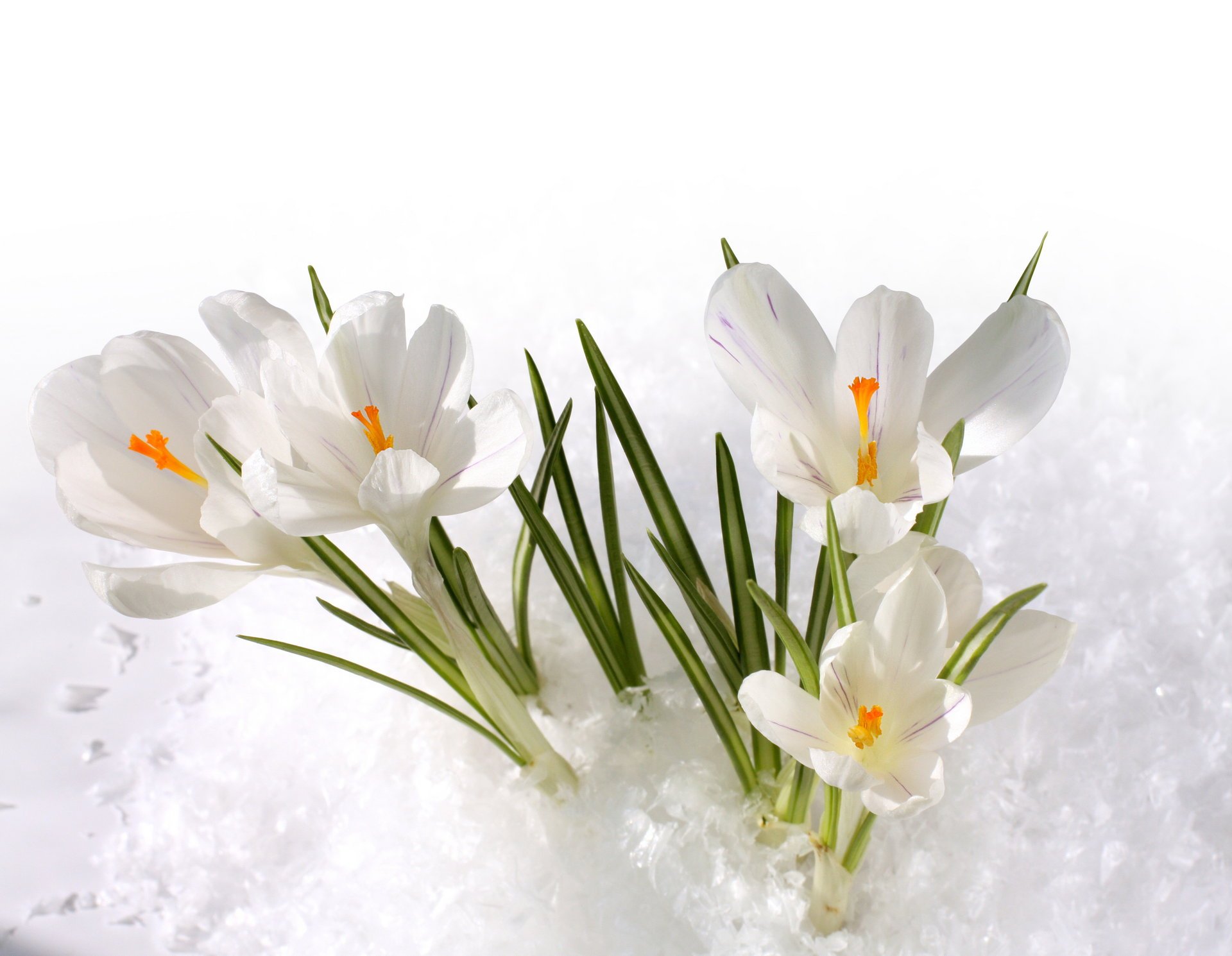 now crocus white