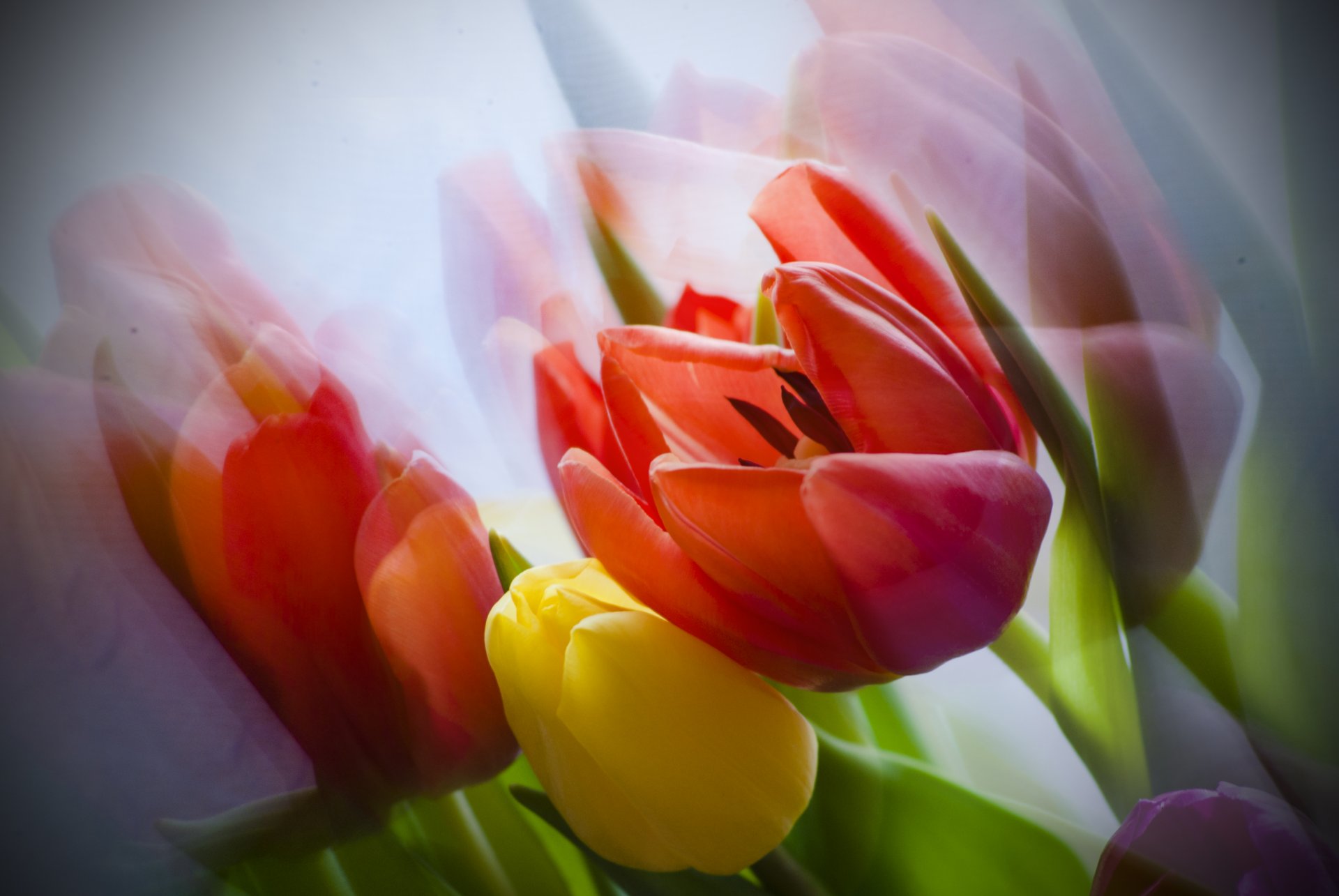 kwiaty tulipany bukiet