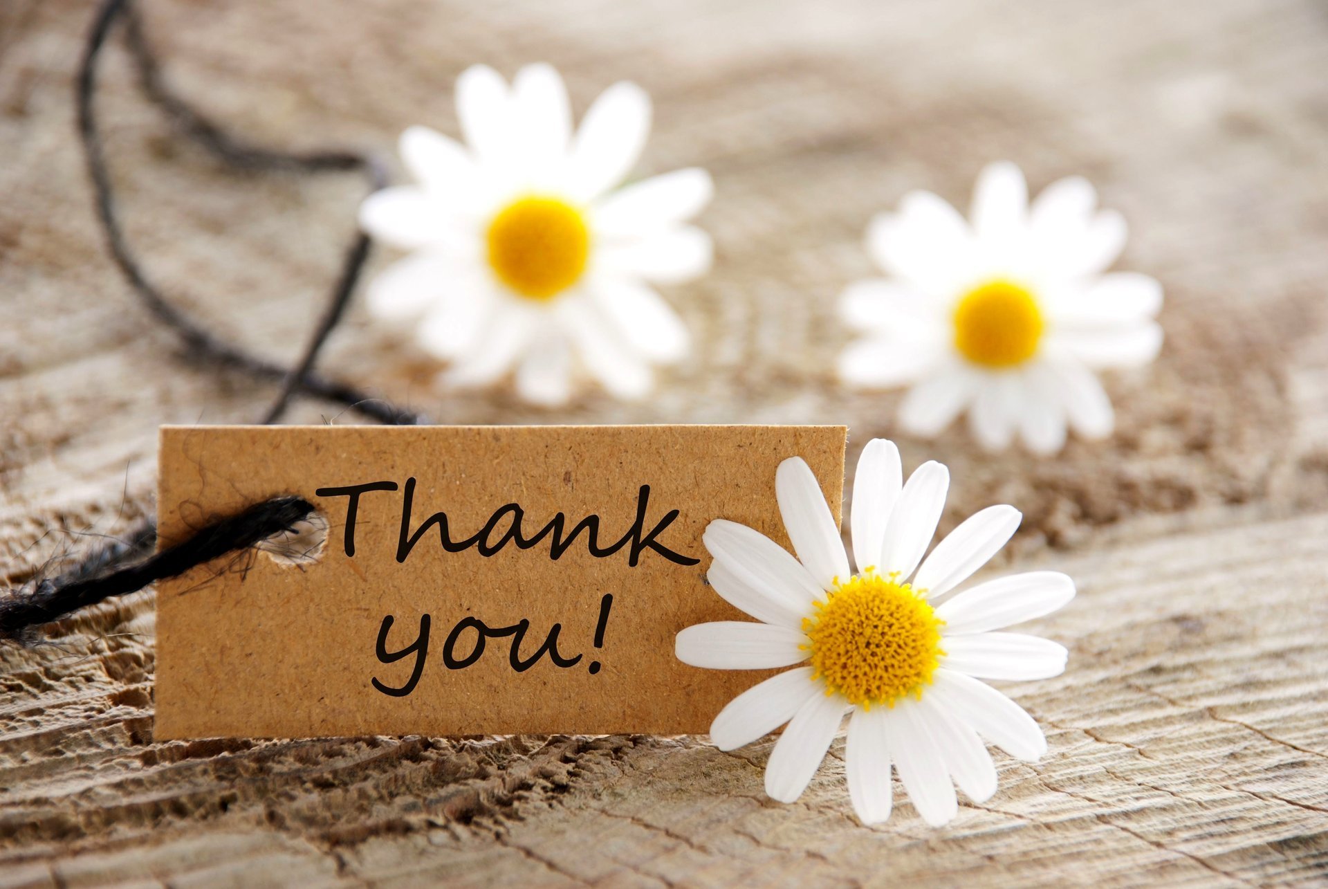 cards flowers daisies thank you card