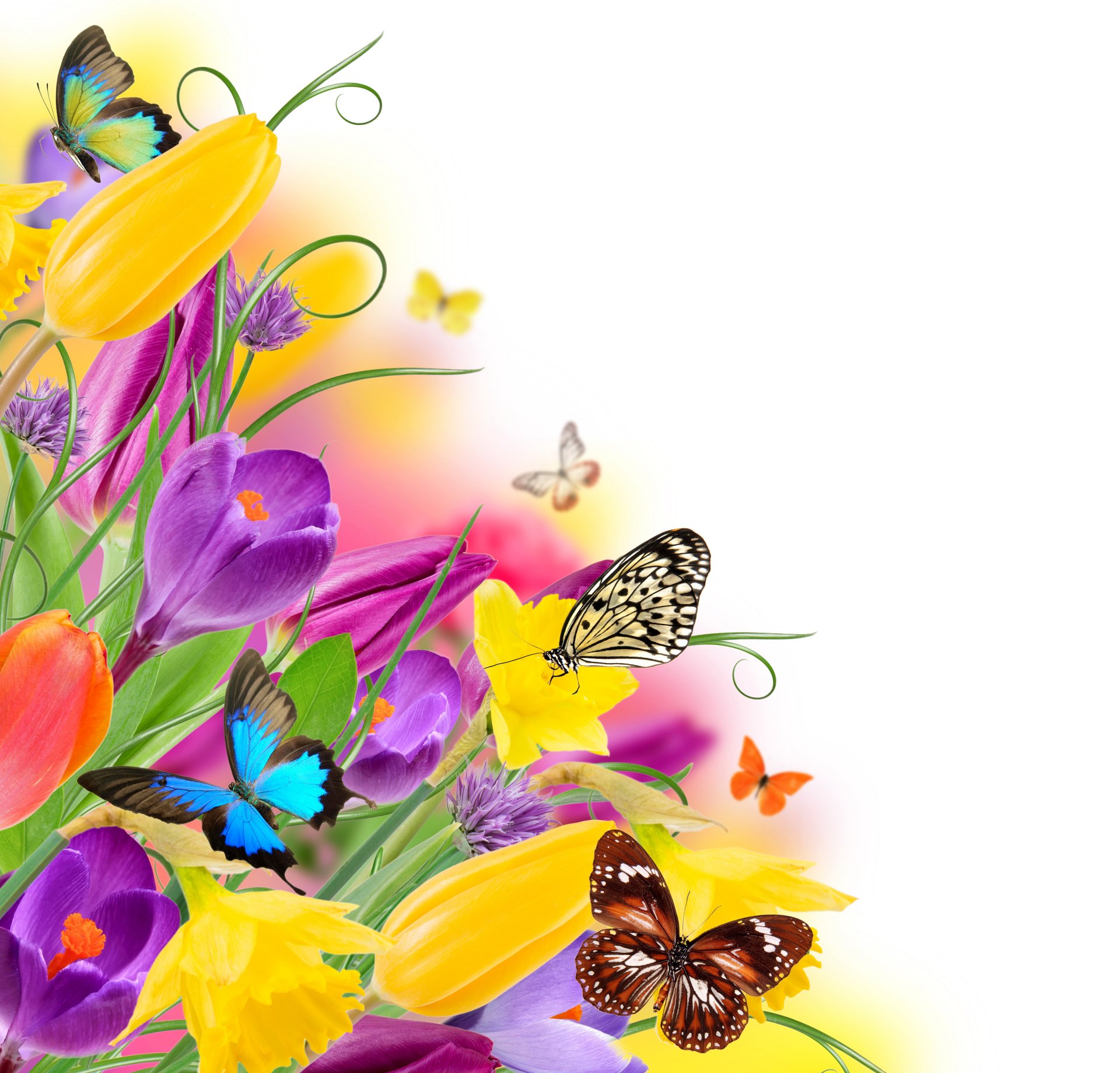 fiori colorati primavera farfalle tulipani viola giallo fresco farfalle primavera