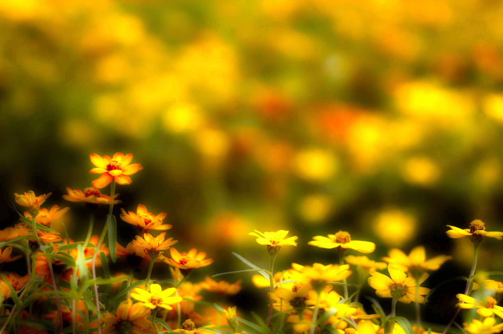 fleurs jaune fond