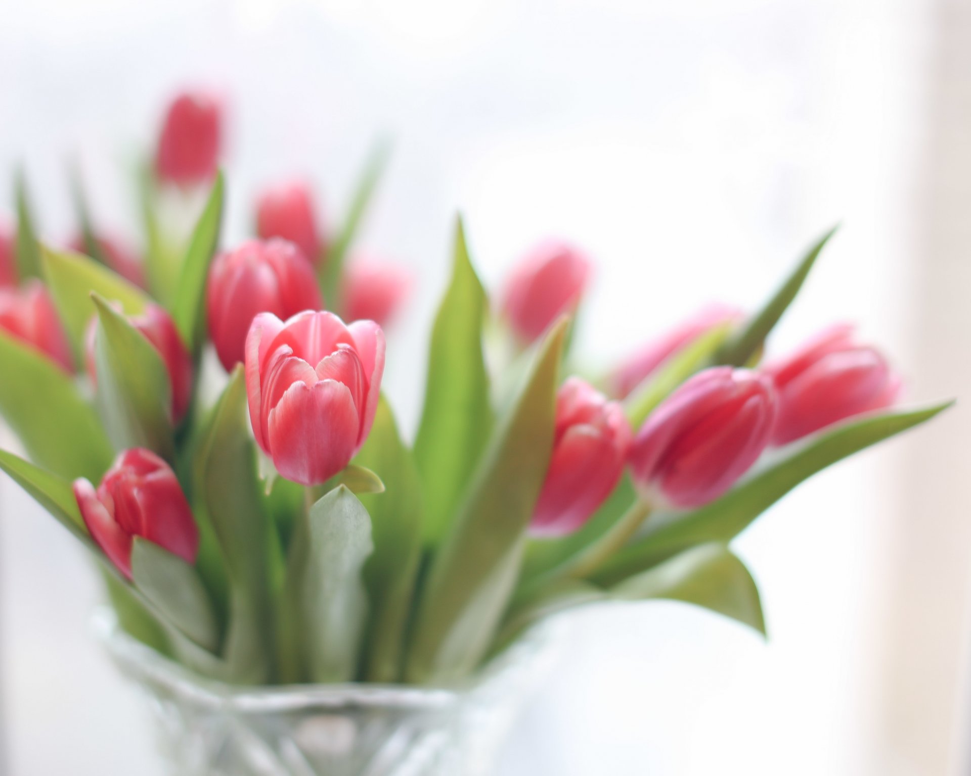 tulipany kwiaty bukiet