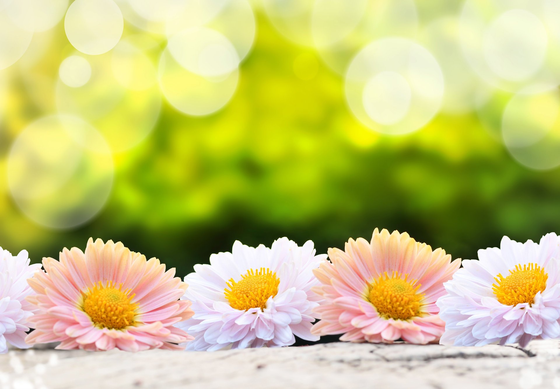 flores flor flor gerbera gerbera rosa blanco fondo verde naturaleza desenfoque bokeh fondo de pantalla