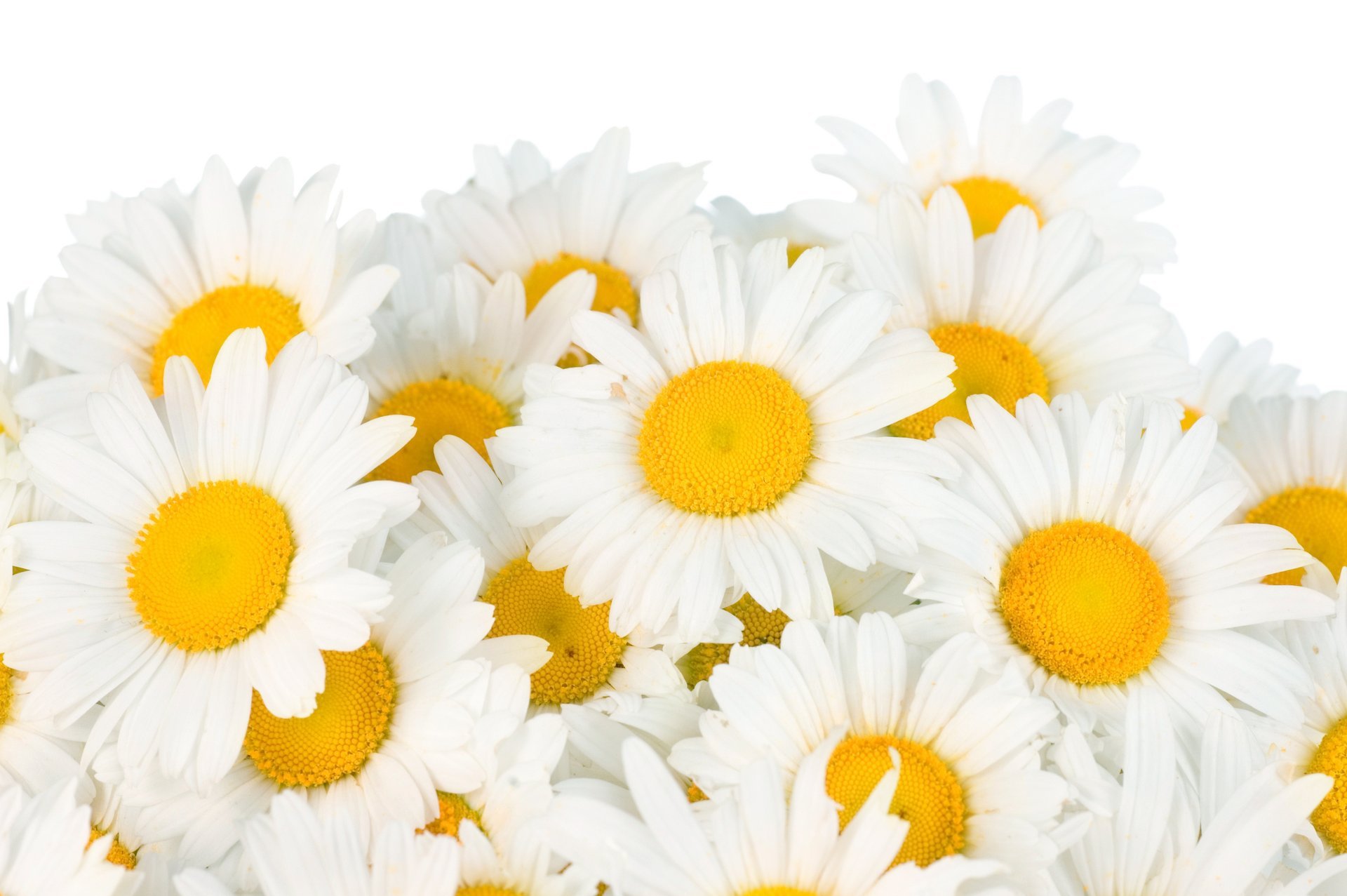 marguerites blanc fleurs printemps fraîcheur beauté blancs printemps