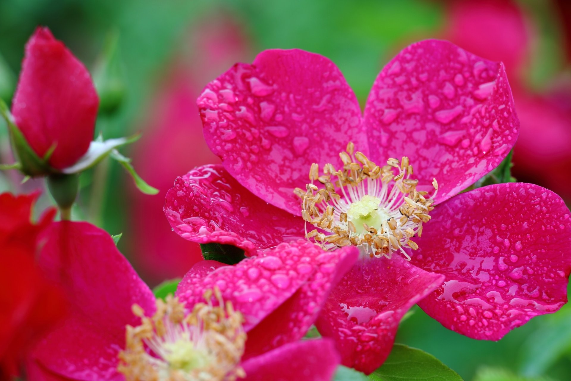 rose close up bud petals drop