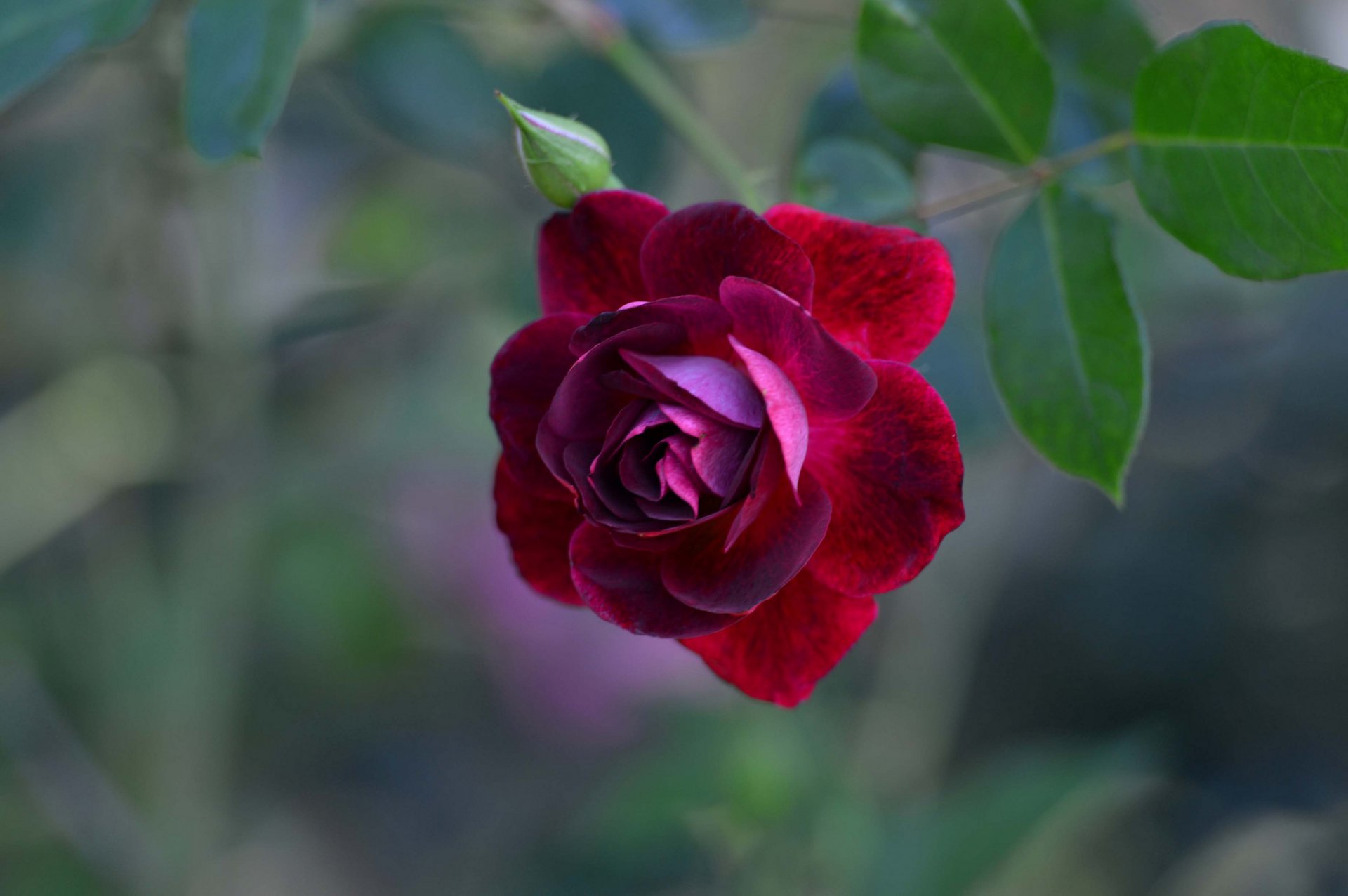 rosa pétalos hojas naturaleza