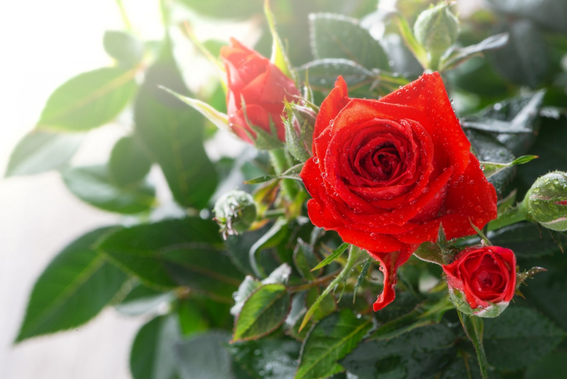 rose bourgeons gouttes gros plan