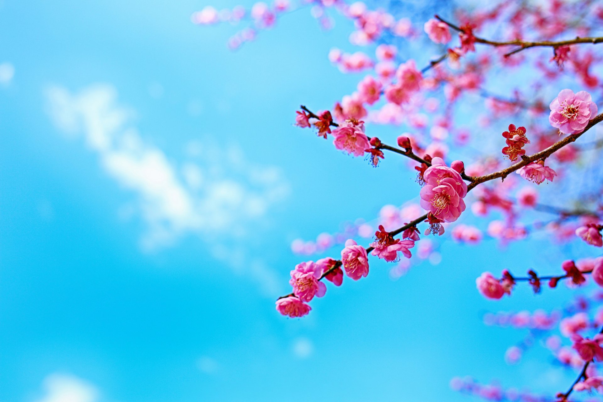 himmel baum zweig blüte frühling sakura