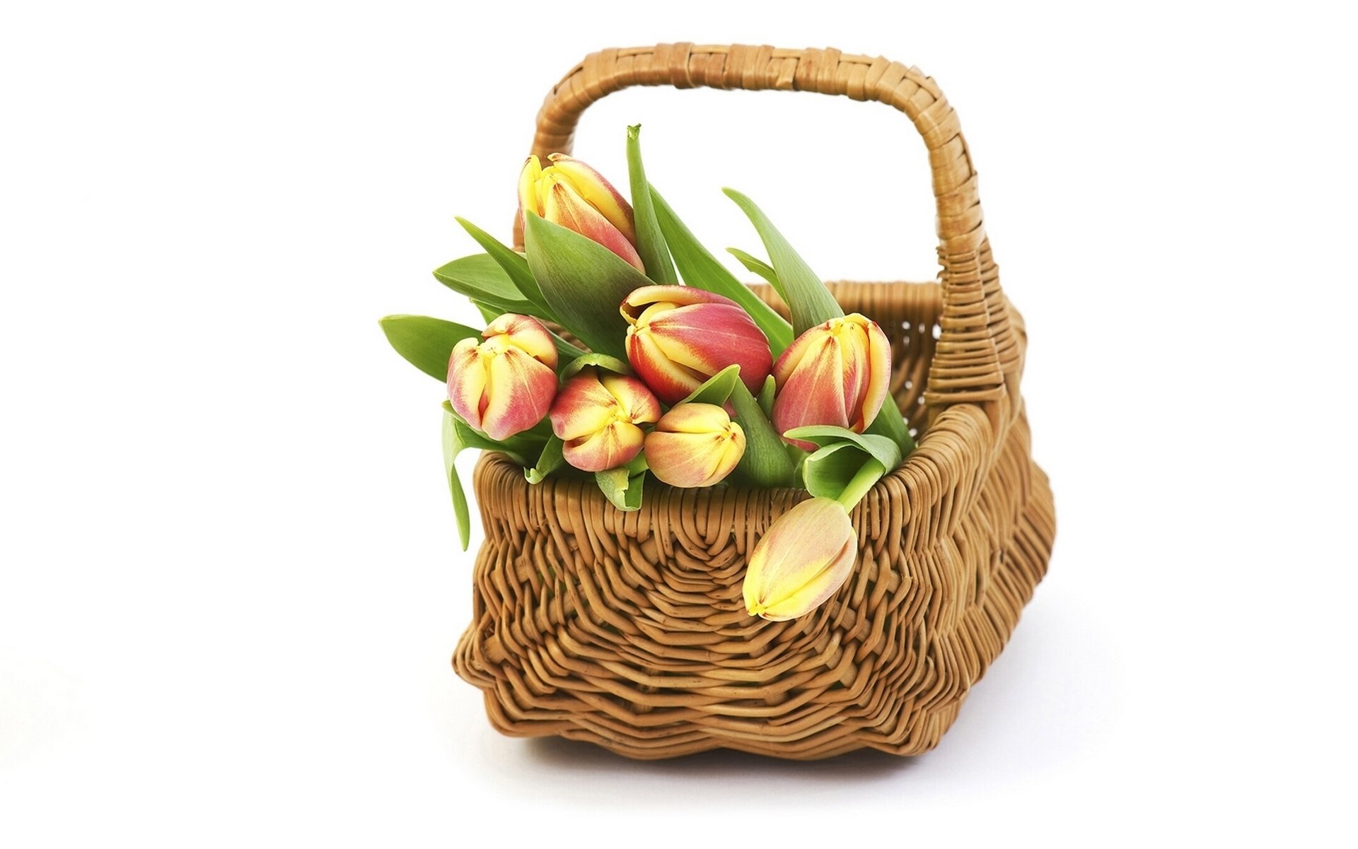 tulipani boccioli cestino