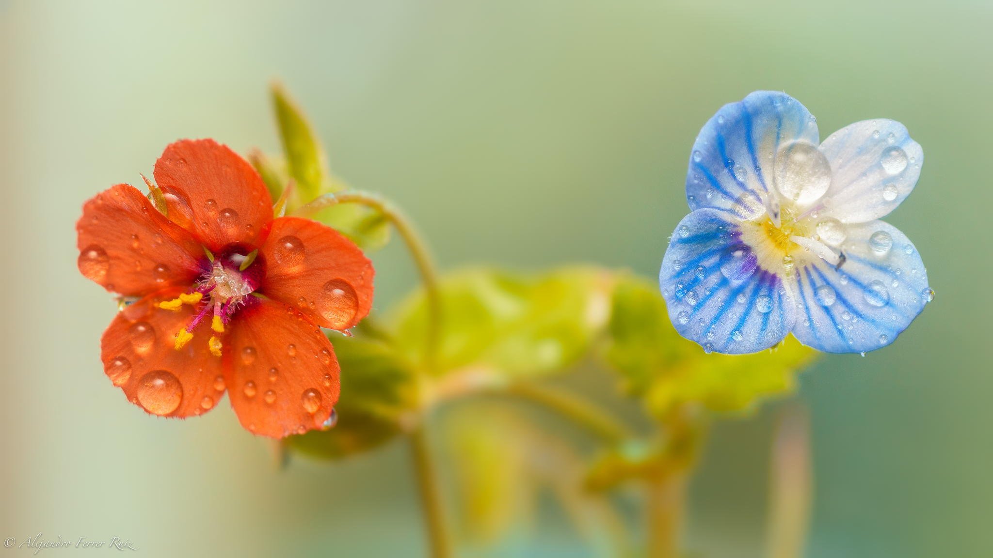 makro blumen tau tropfen wasser