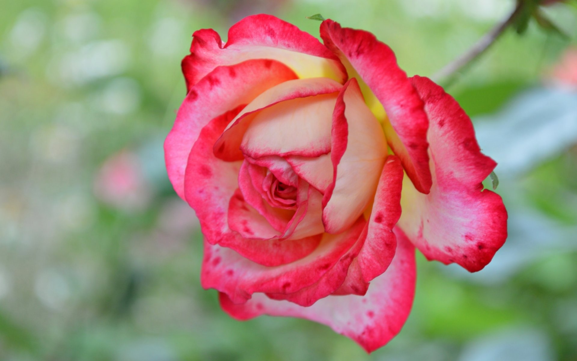 rose petals close up