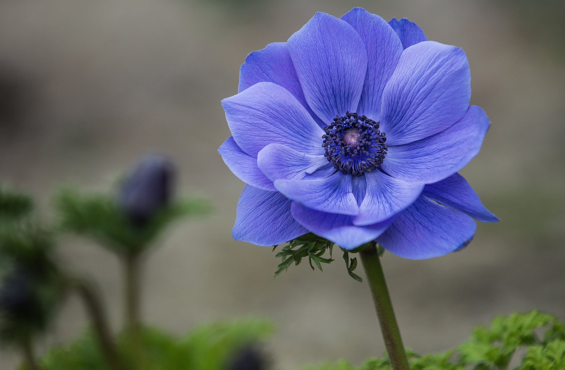 anemone anemone blu fiore petali macro messa a fuoco