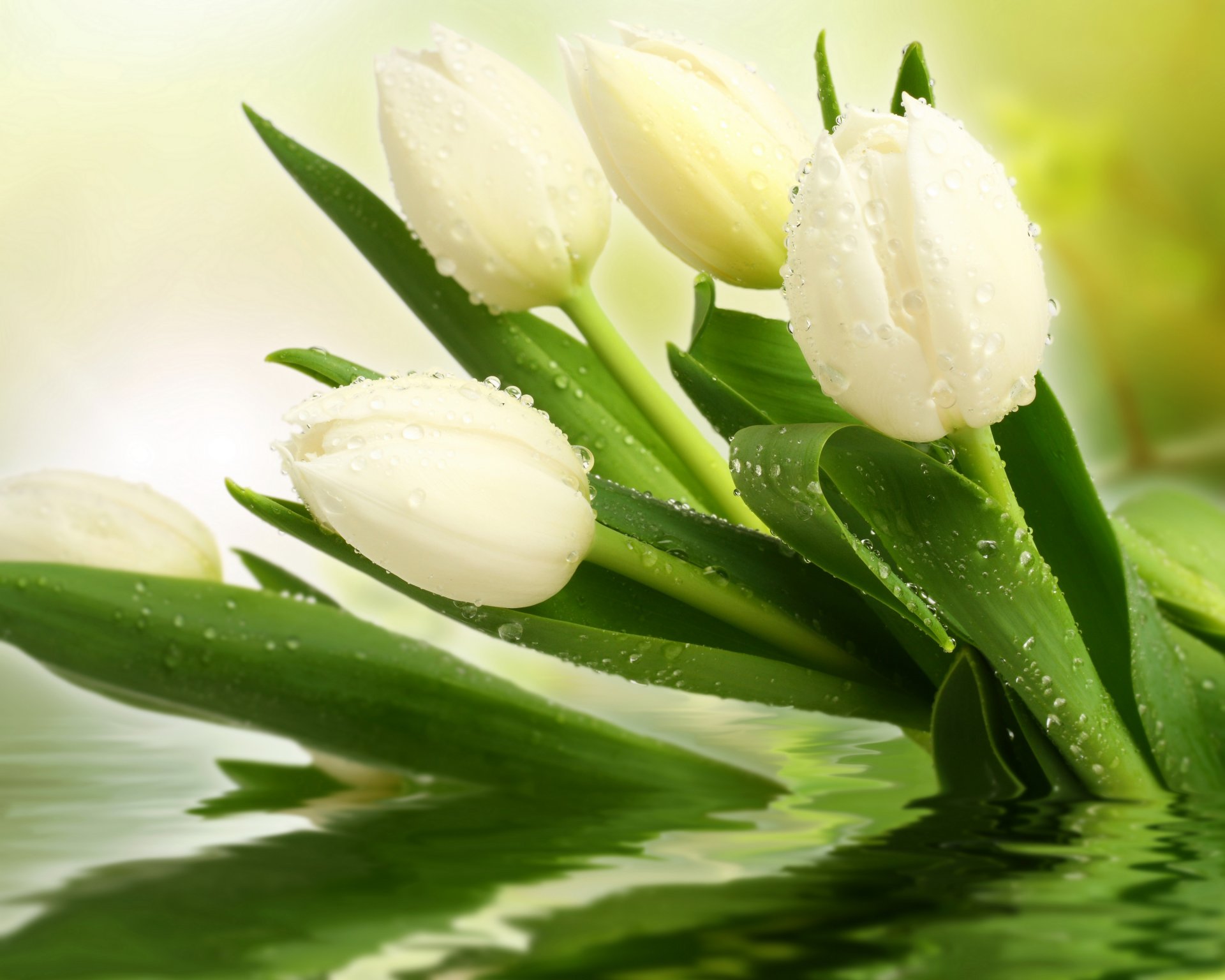 tulpen weiß tropfen blumen foto