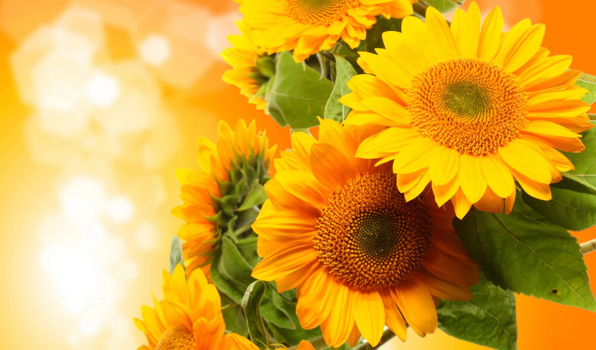unflowers flower photo