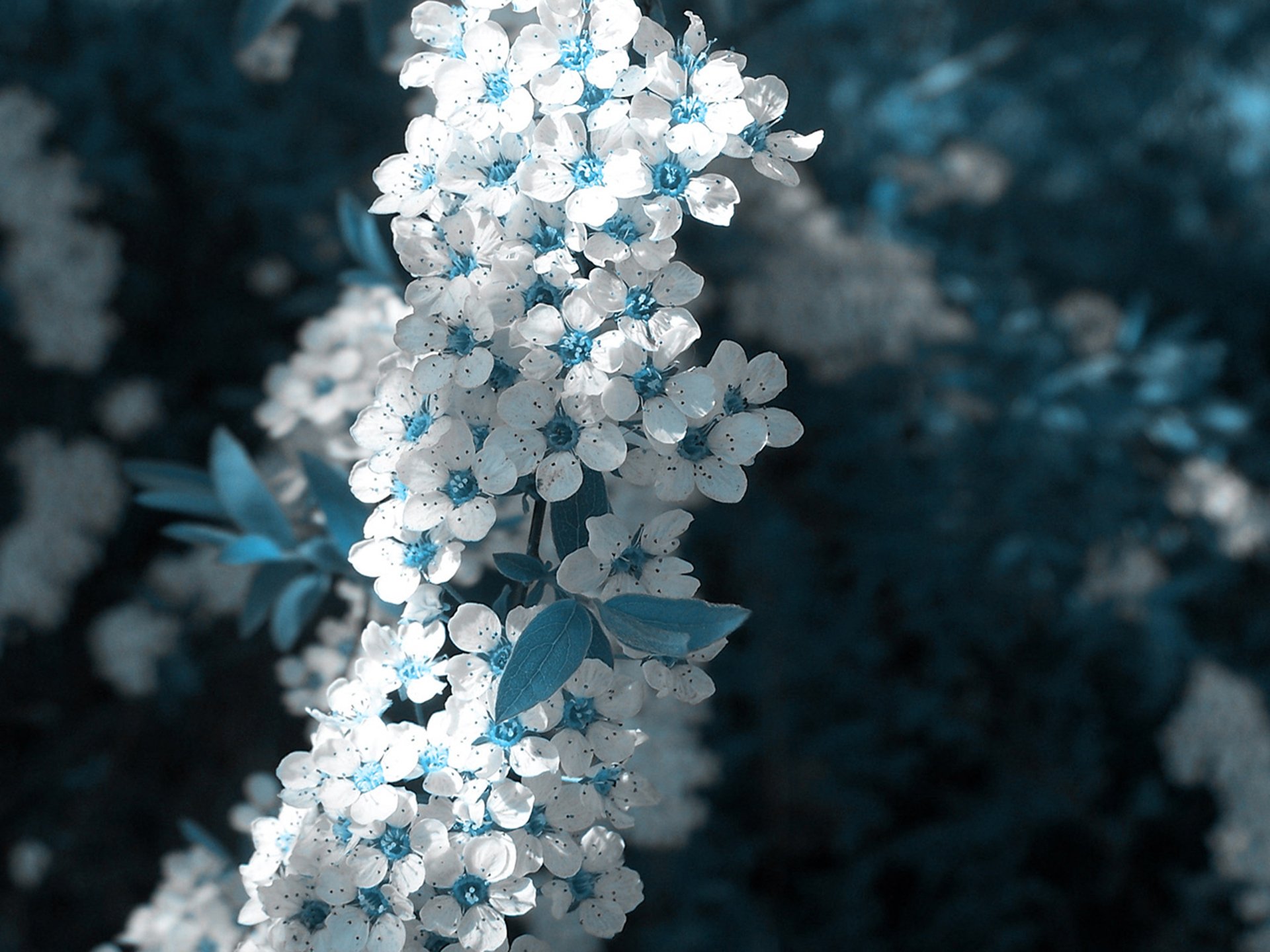 weiß blume blau frühling
