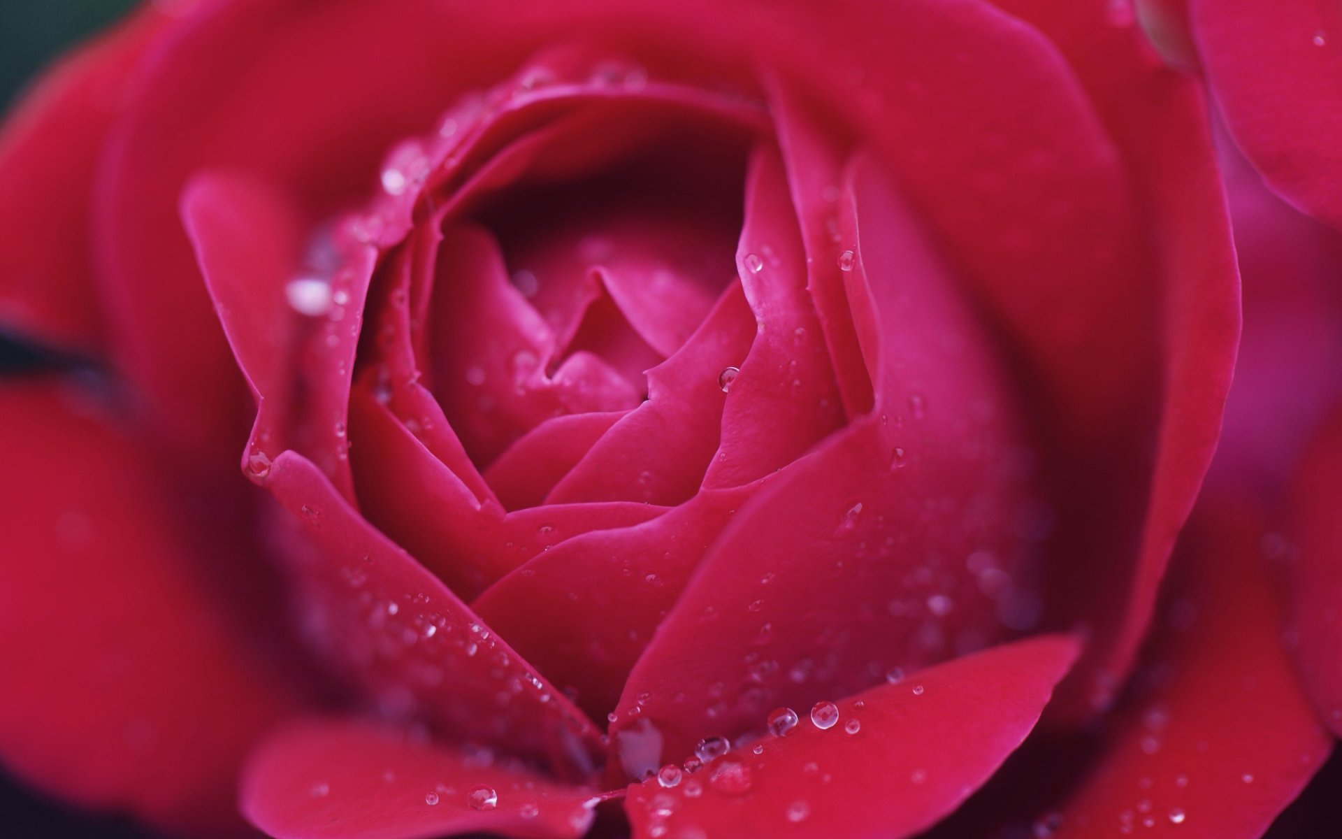 rose makro tropfen