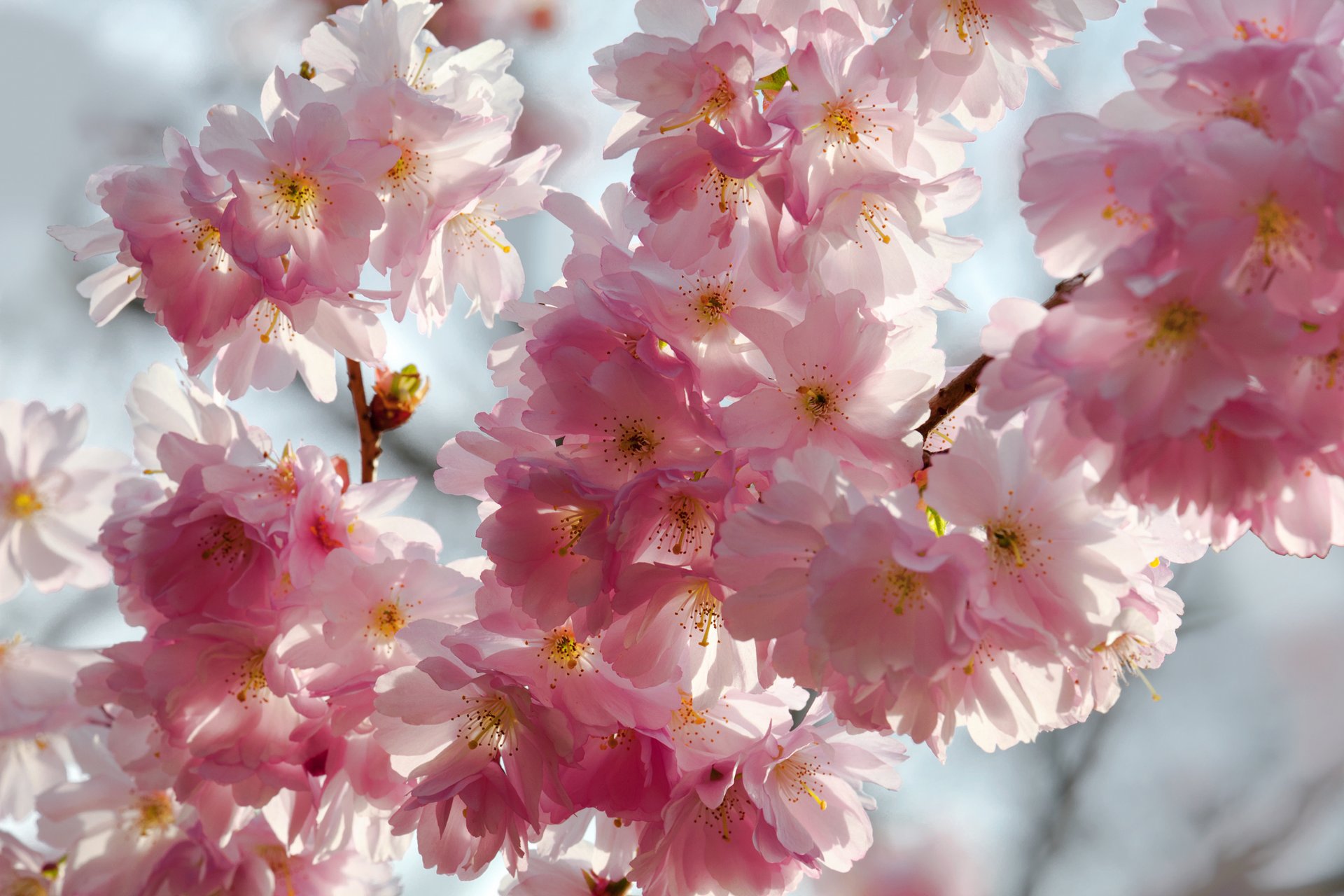 primavera fiori ciliegio sakura concorso rosa bianco petali cielo bellezza primavera fioritura delicato rosa bianco boccioli di fiori rami sfondo blu macro