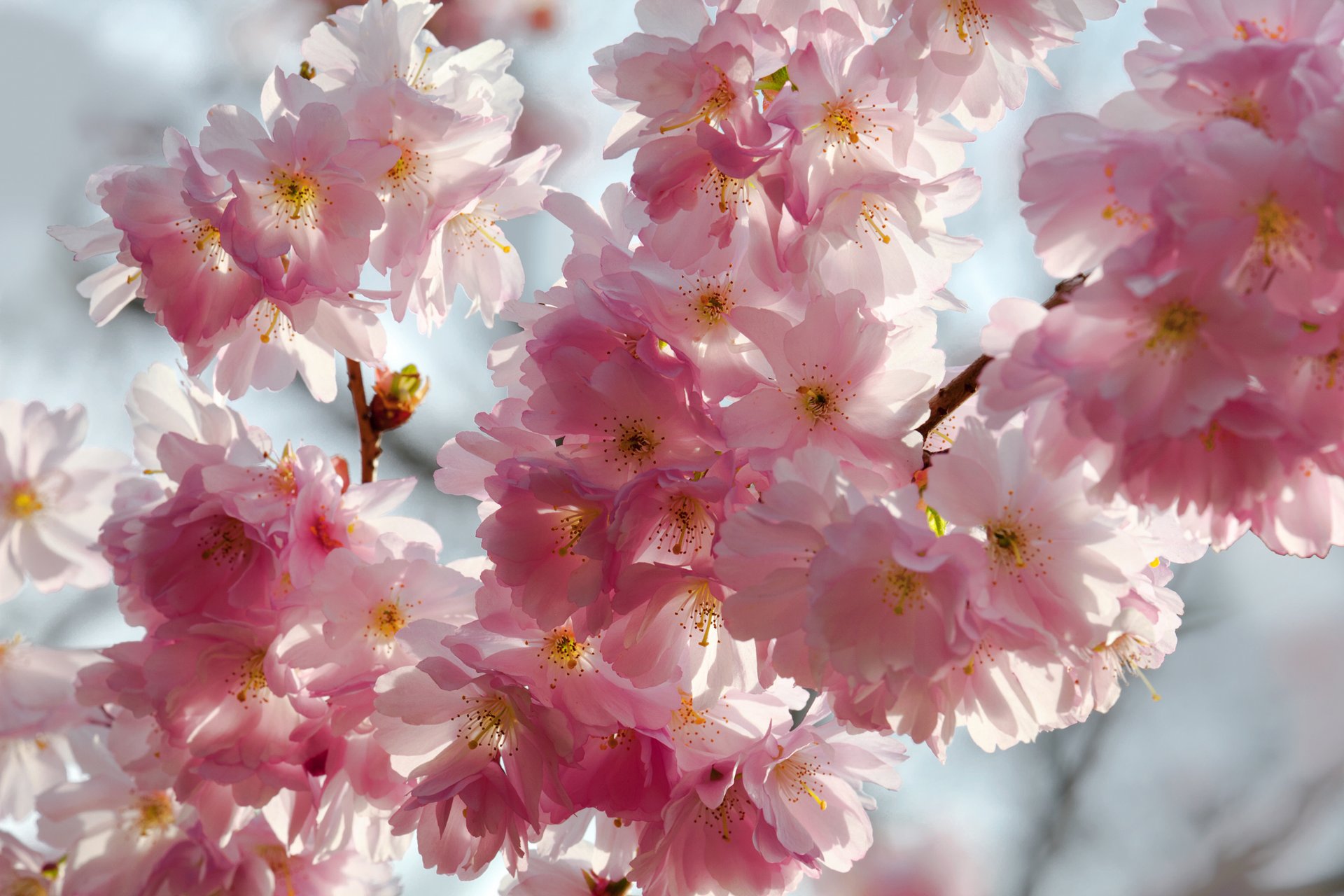 printemps fleurs cerise sakura concours rose blanc pétales ciel beauté printemps floraison délicat rose blanc bourgeons branches fond bleu macro