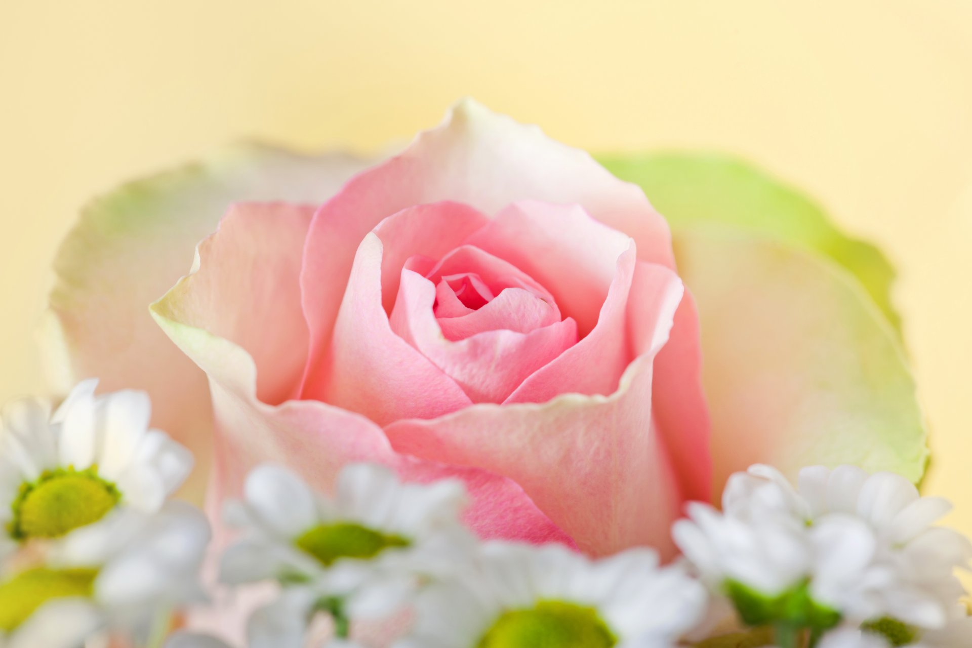 roses close up pink flower photo